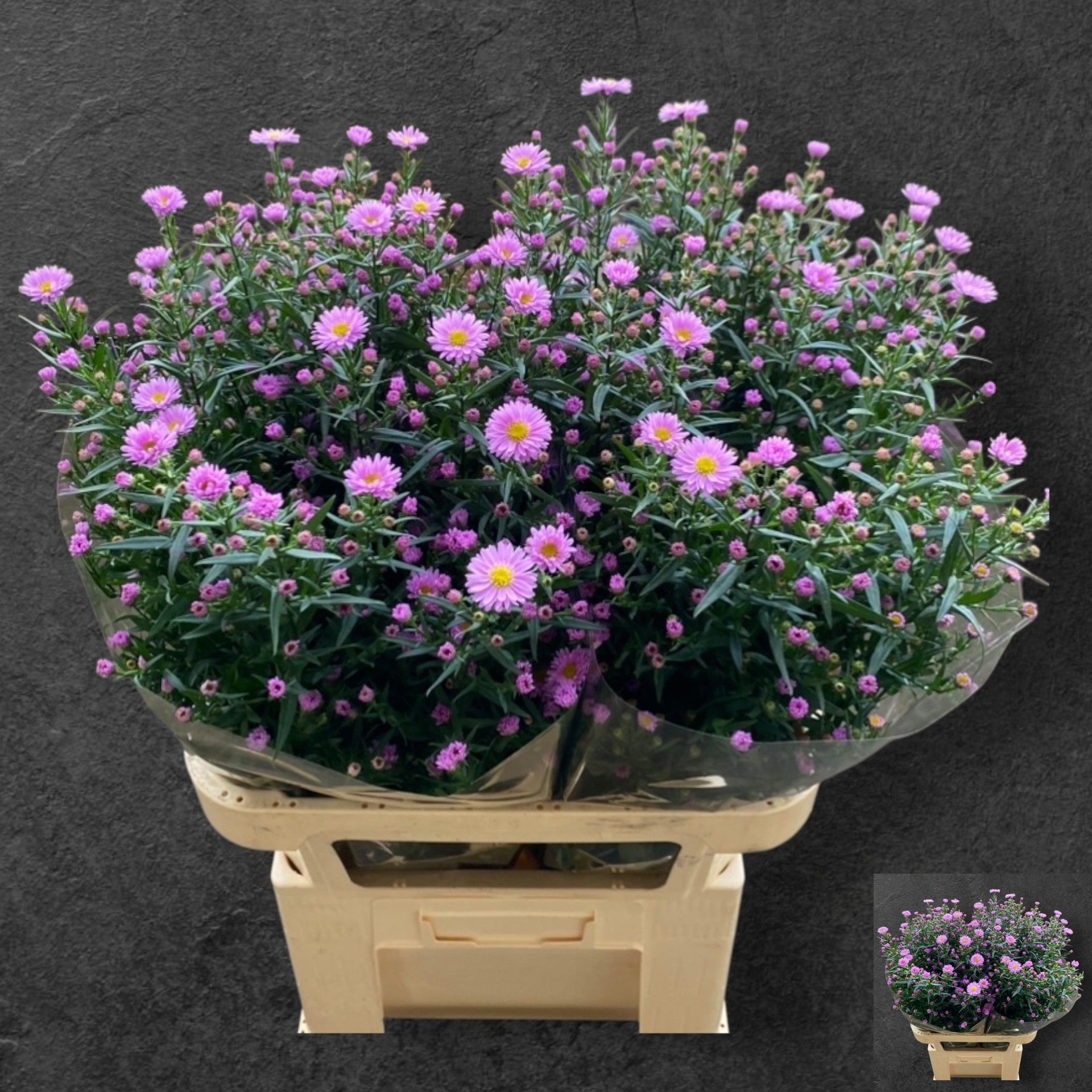 Aster Painted Lady 80cm 30gram