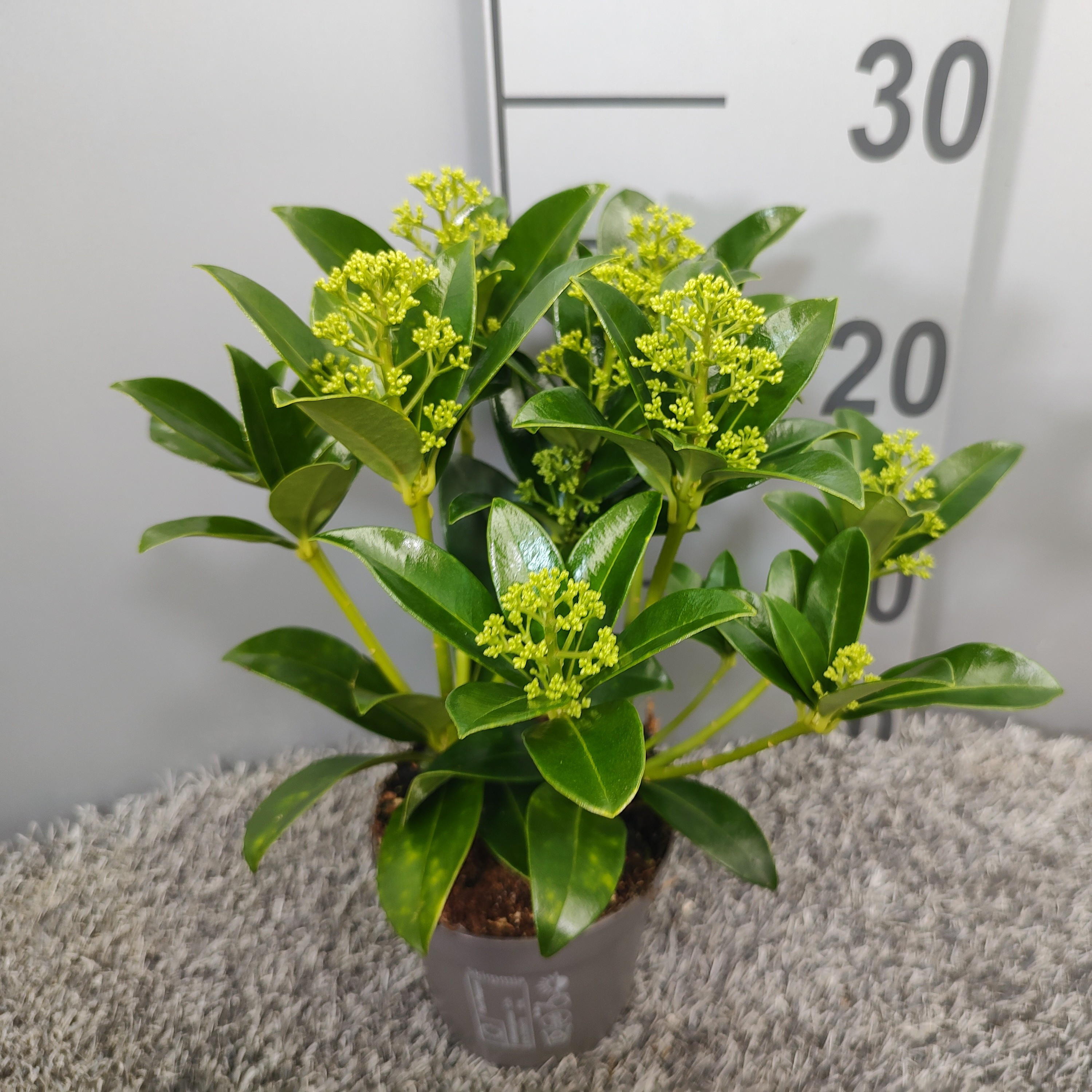 Picture of Skimmia japonica White Globe P10.5