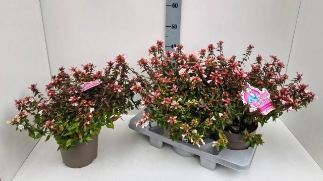 Abelia x grandiflora - Abelia 