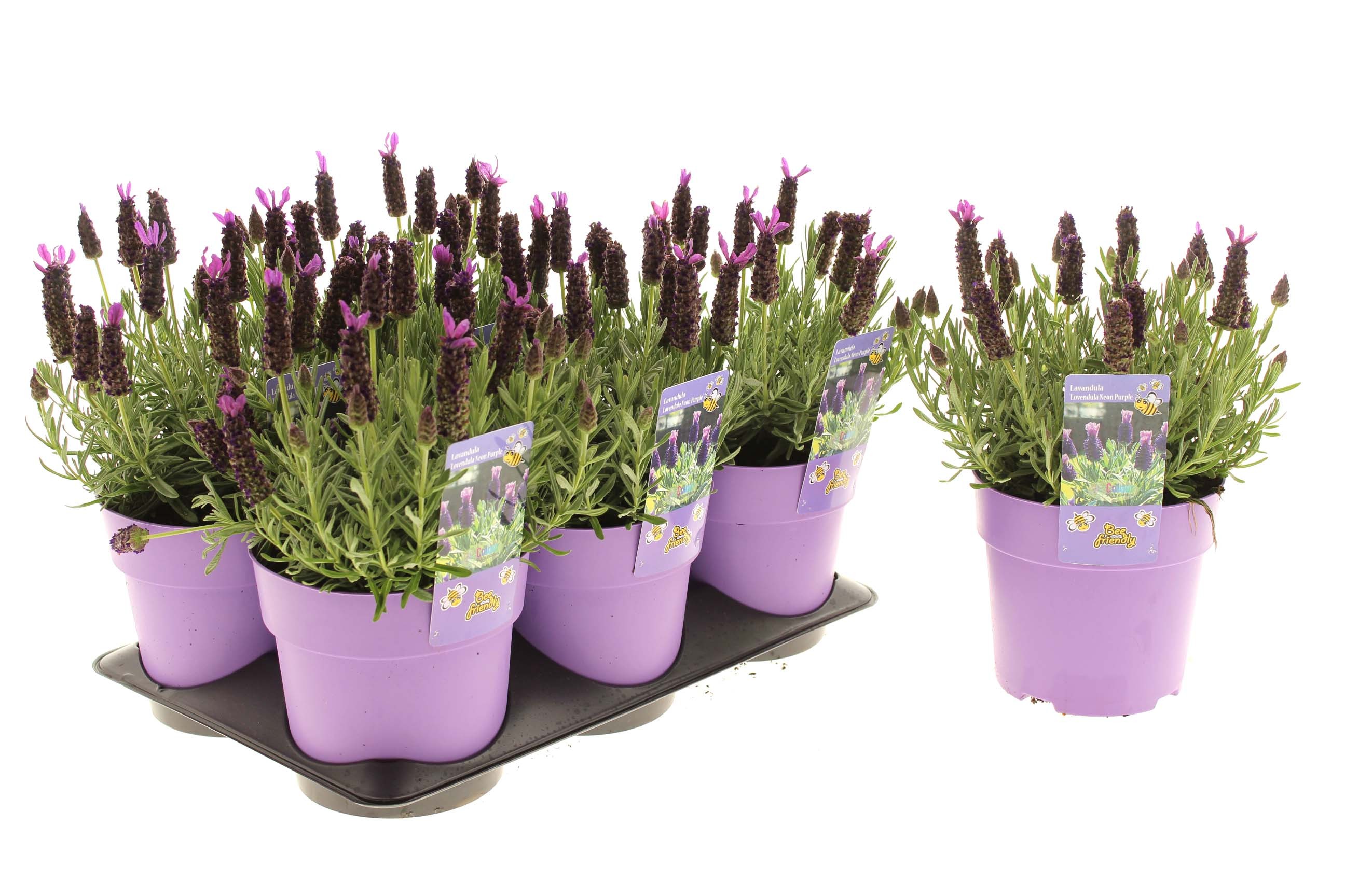 Picture of Lavandula Lovendula Neon Purple
