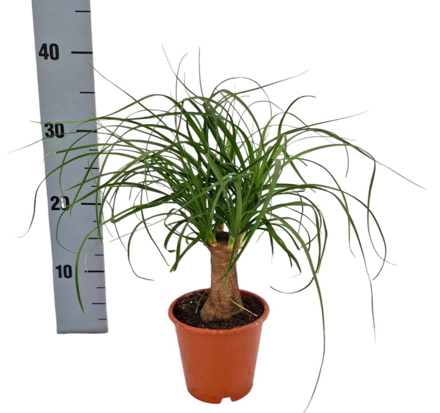 Beaucarnea Recur 12P 30H 3kop