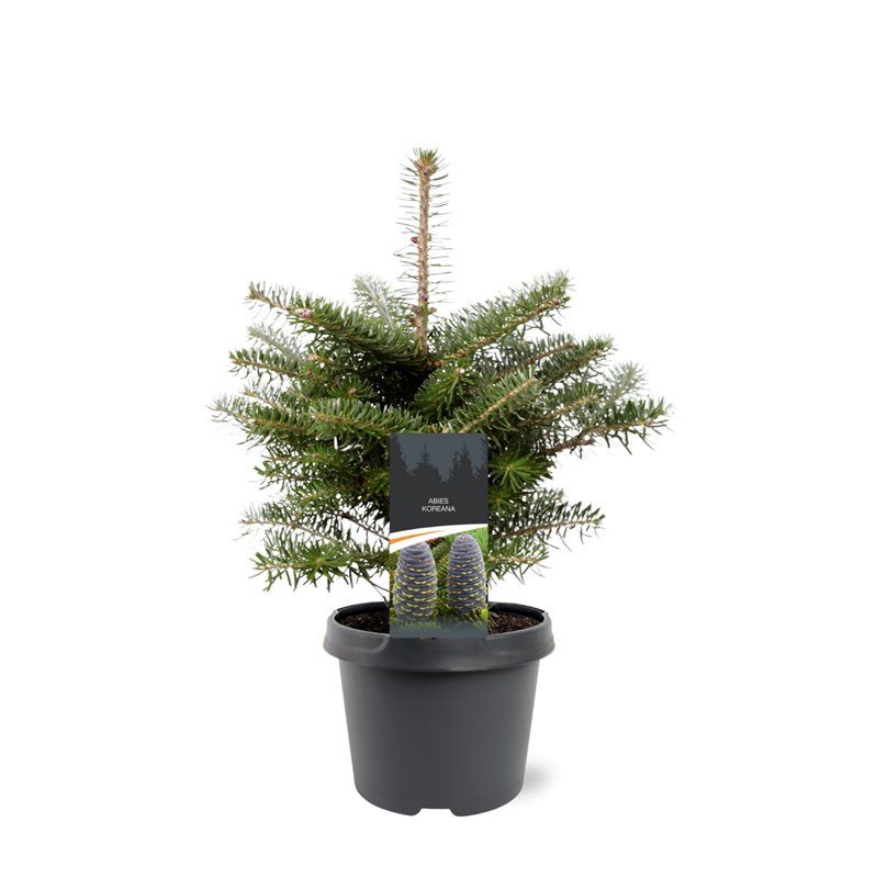 Abies koreana