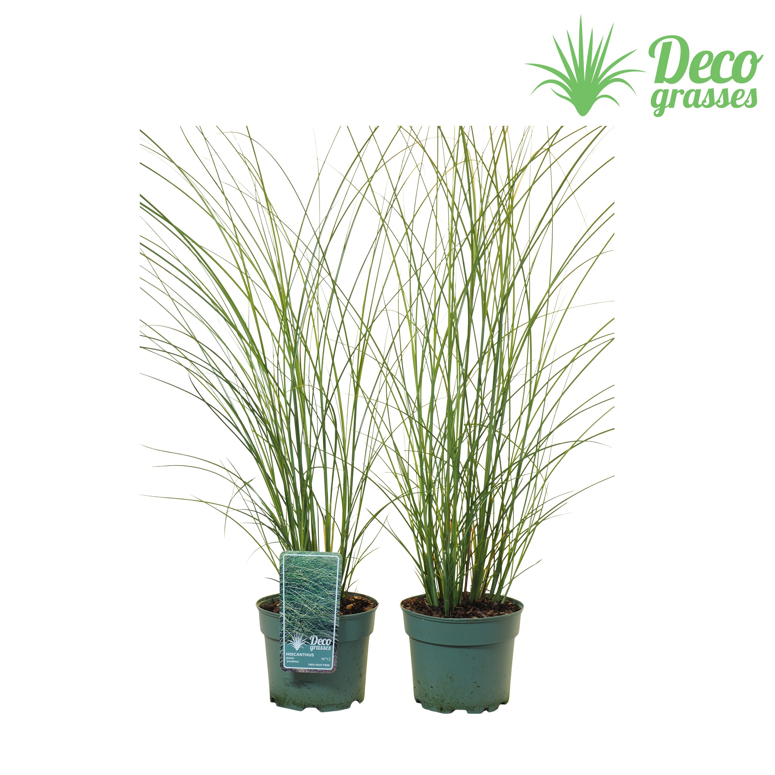 Picture of Miscanthus sinensis Gracillimus ( PEAT FREE ) P19 (3 Ltr) (LOOSE)