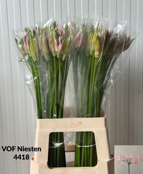 Ne Bo Berenice 70cm