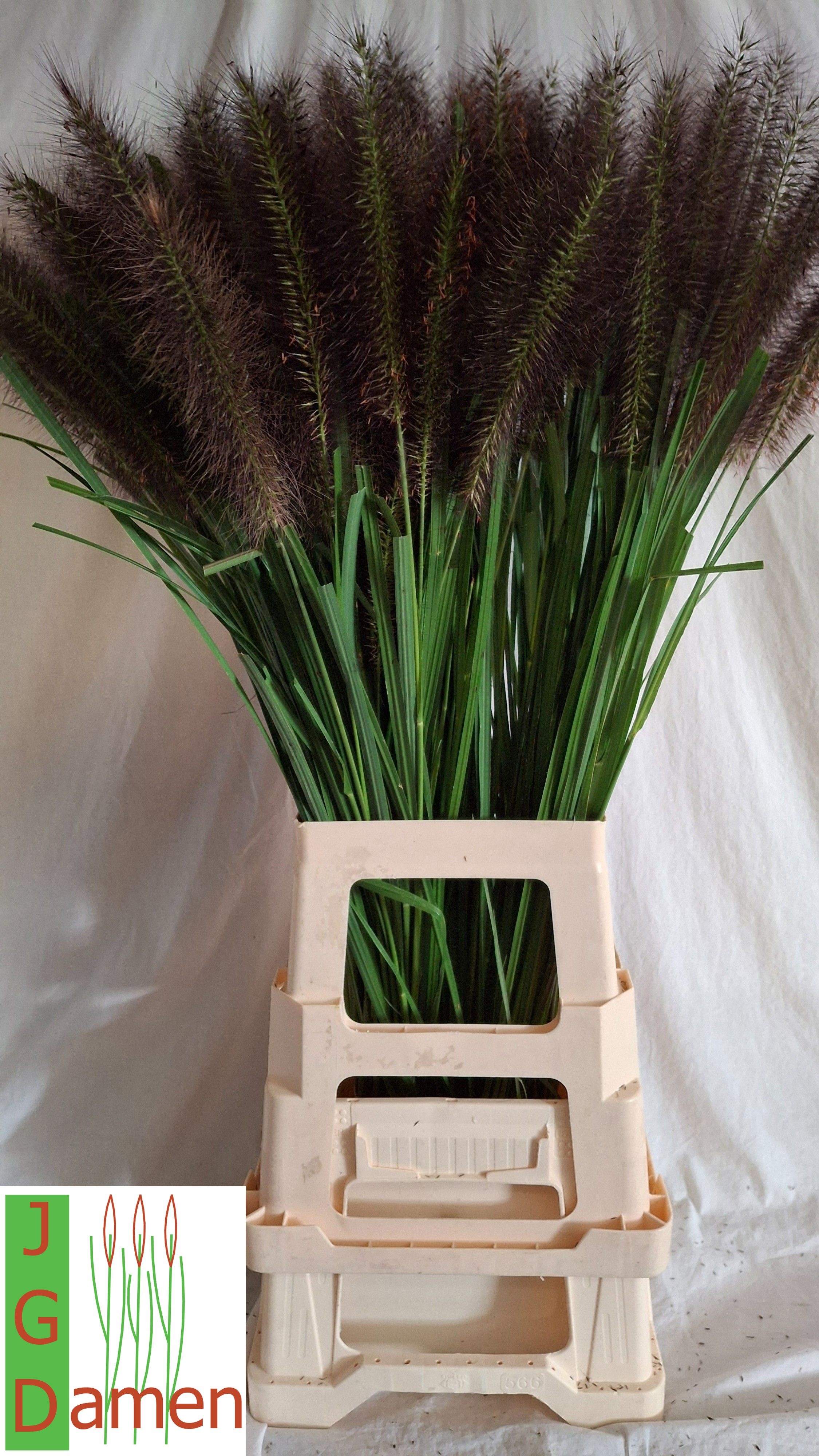 Pennisetum Black Fox 80cm