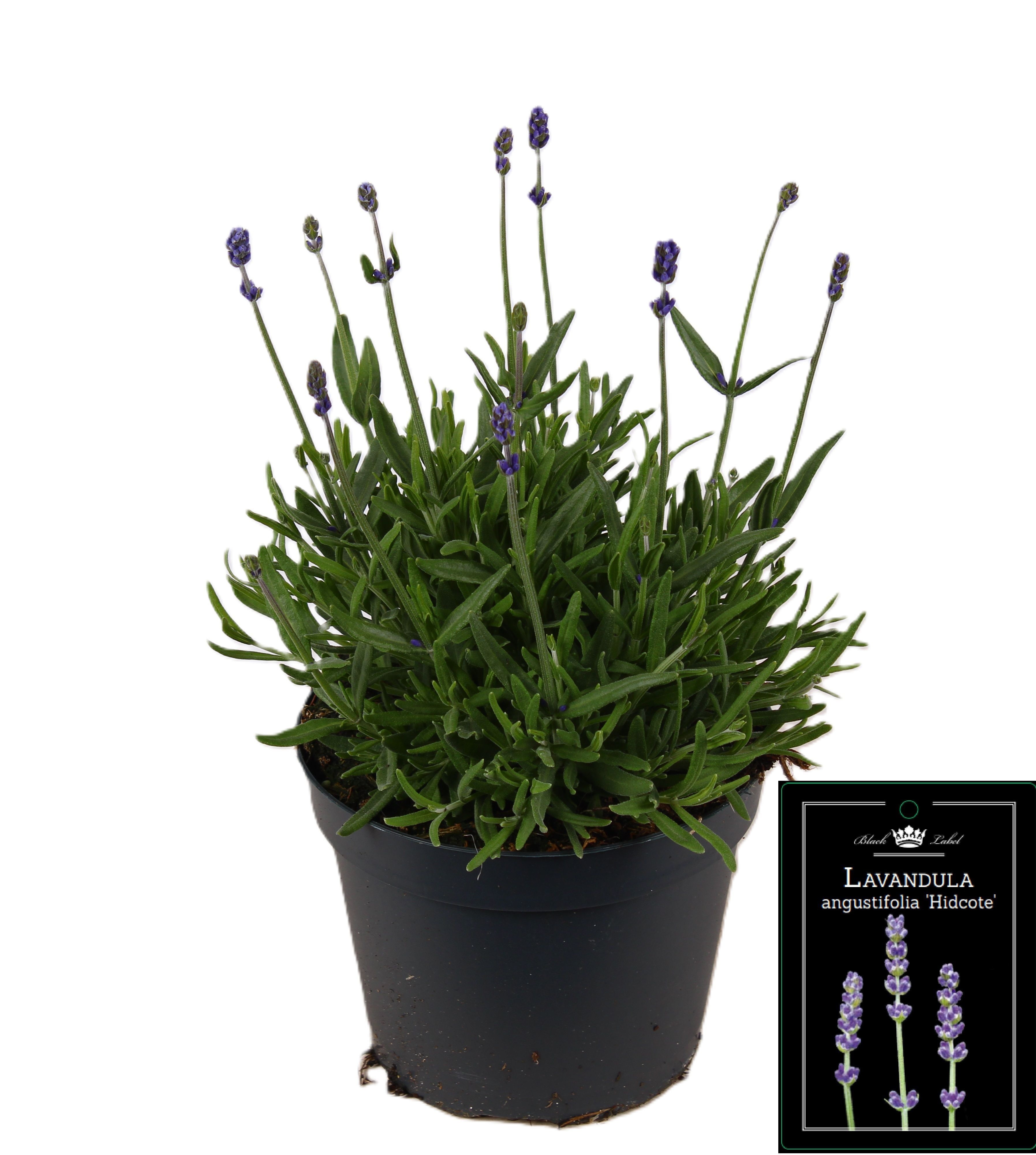 Picture of Lavandula ang. Hidcote Cleo