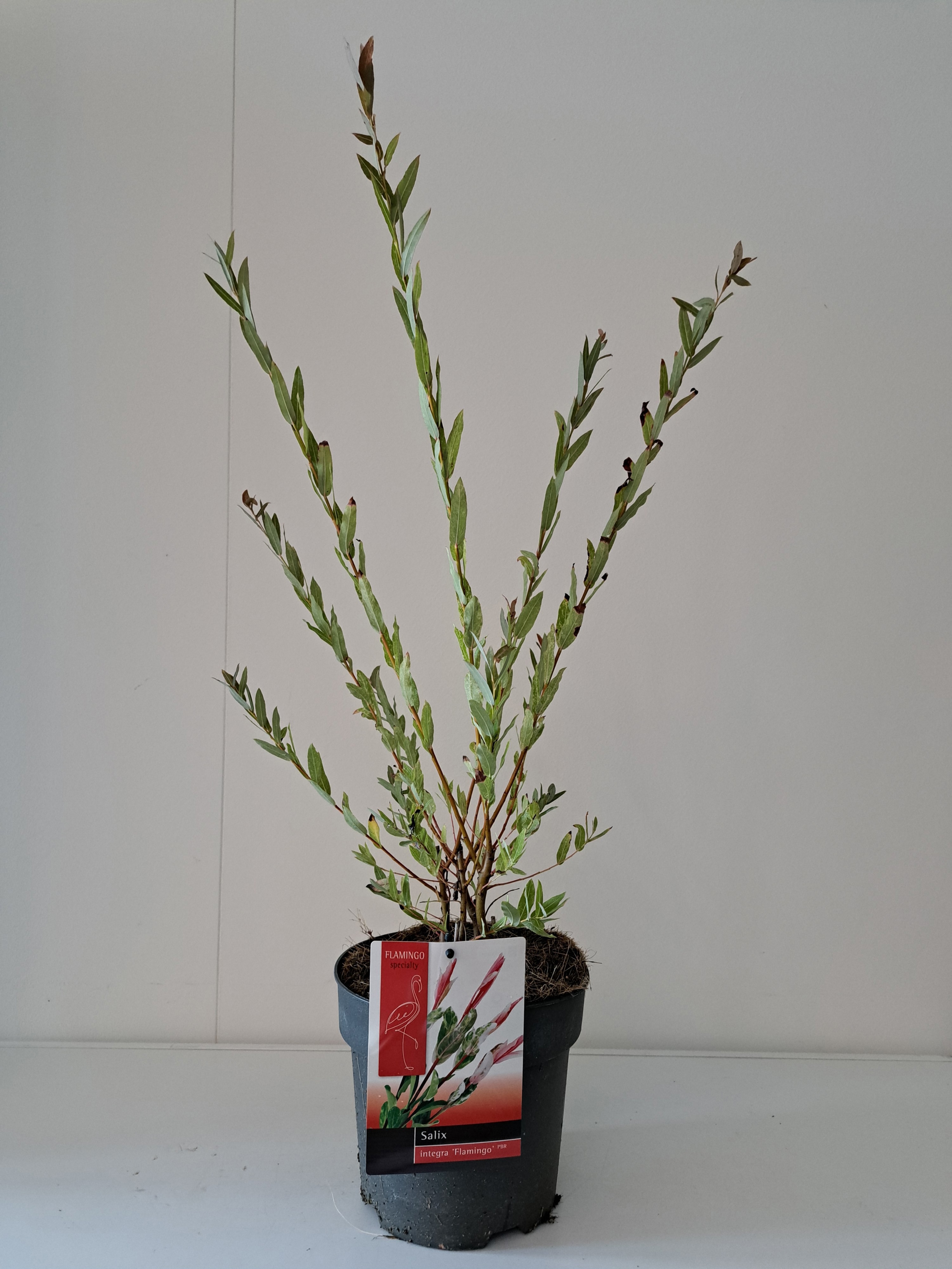 Picture of Salix Flamingo bush P19 Pink pot