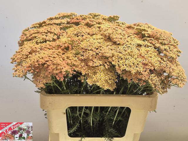 Achillea Lachsschonheit 55cm