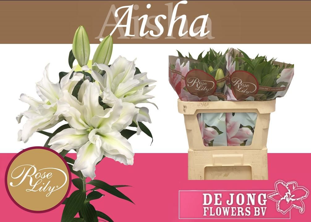 Li Or Du Rl Aisha