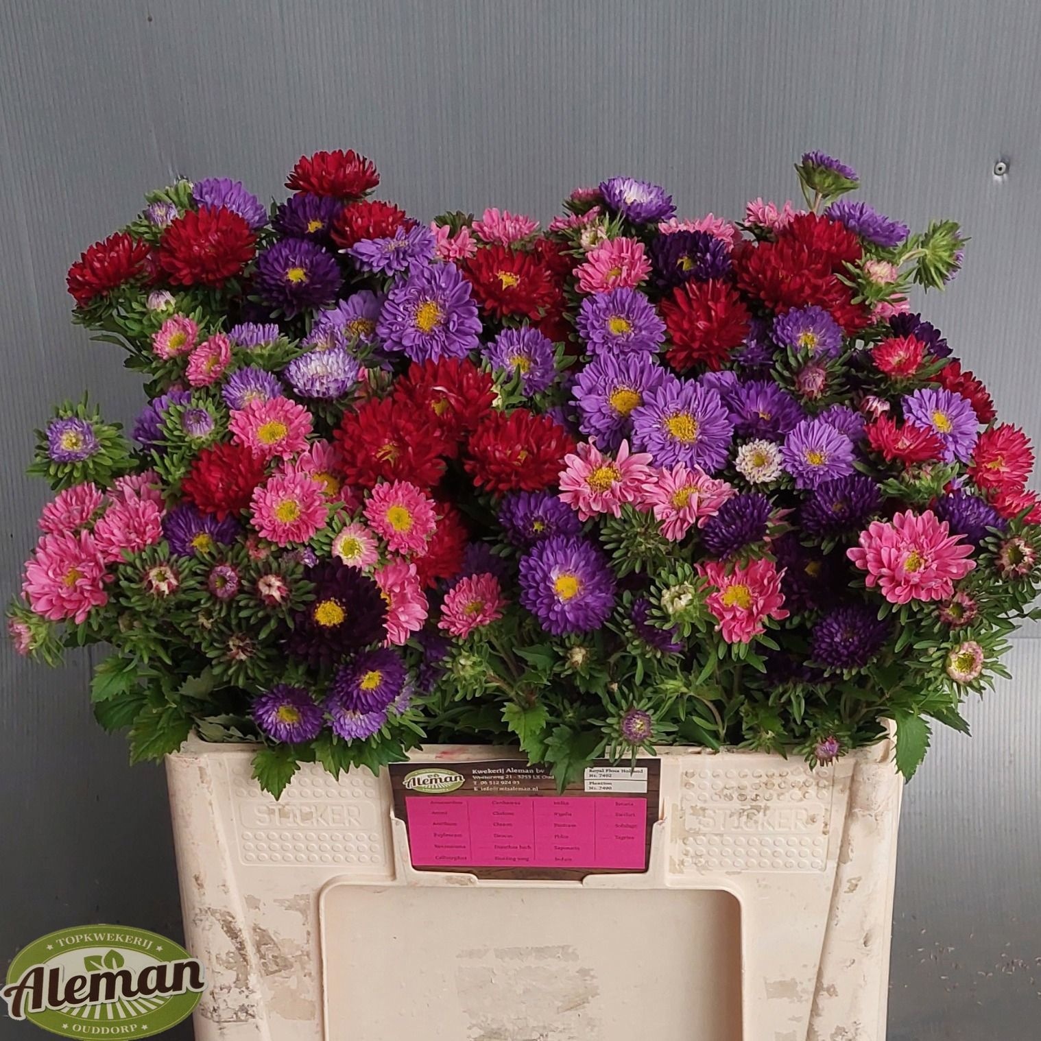 Callistephus Mixed Per Bunch 50cm