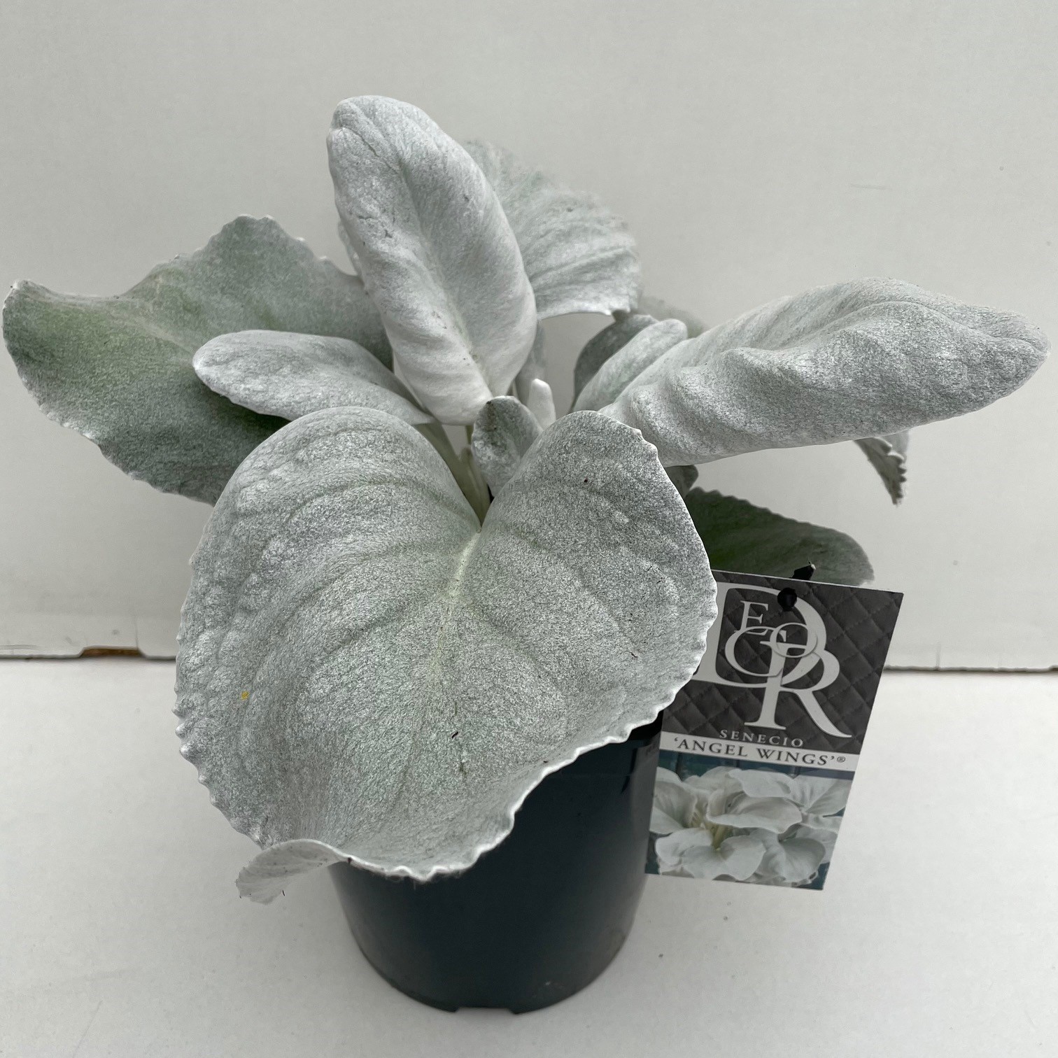 Senecio candicans Angel Wings ('Senaw')