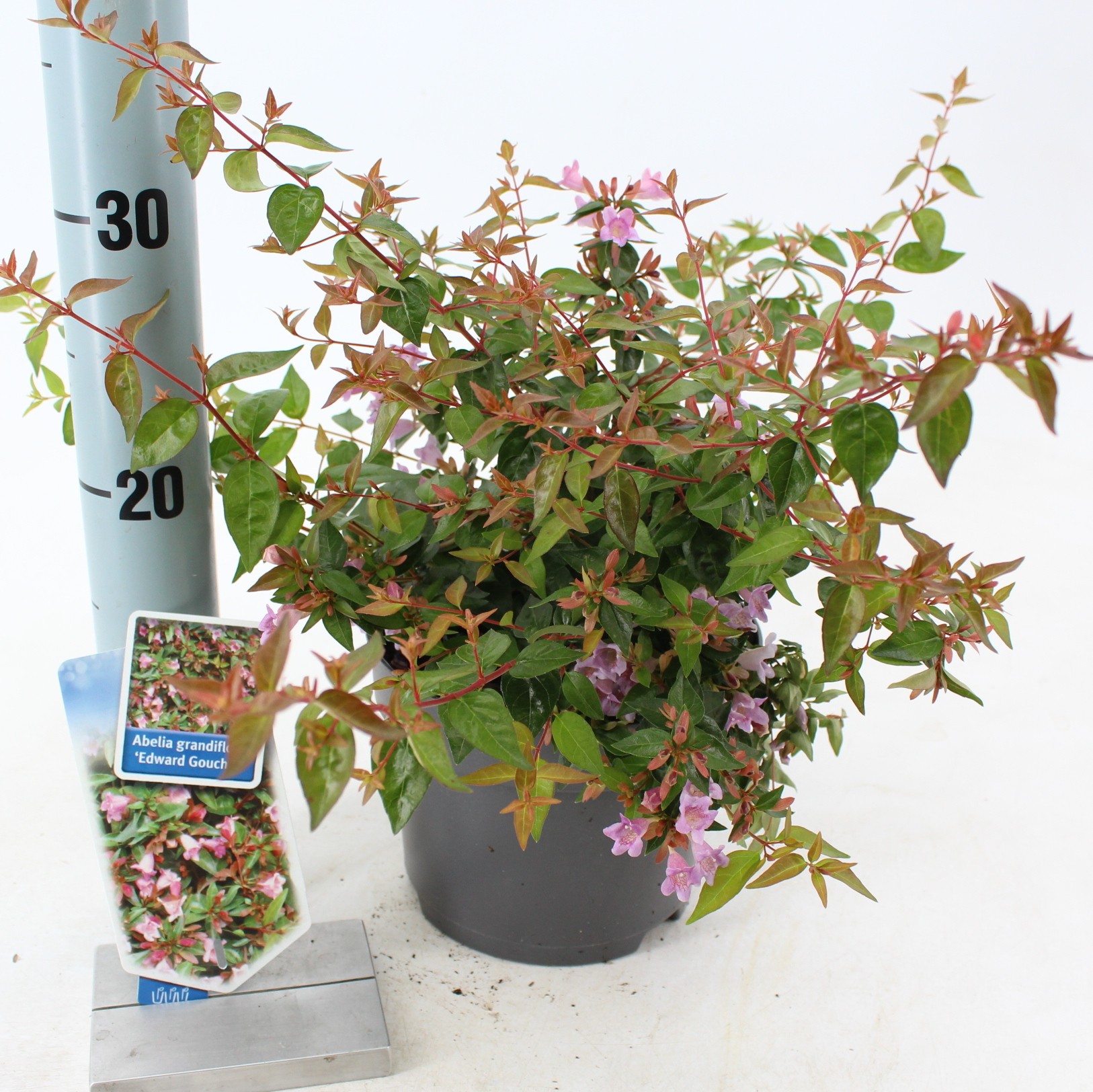 Picture of Abelia Edward Goucher P17 (2 Ltr)