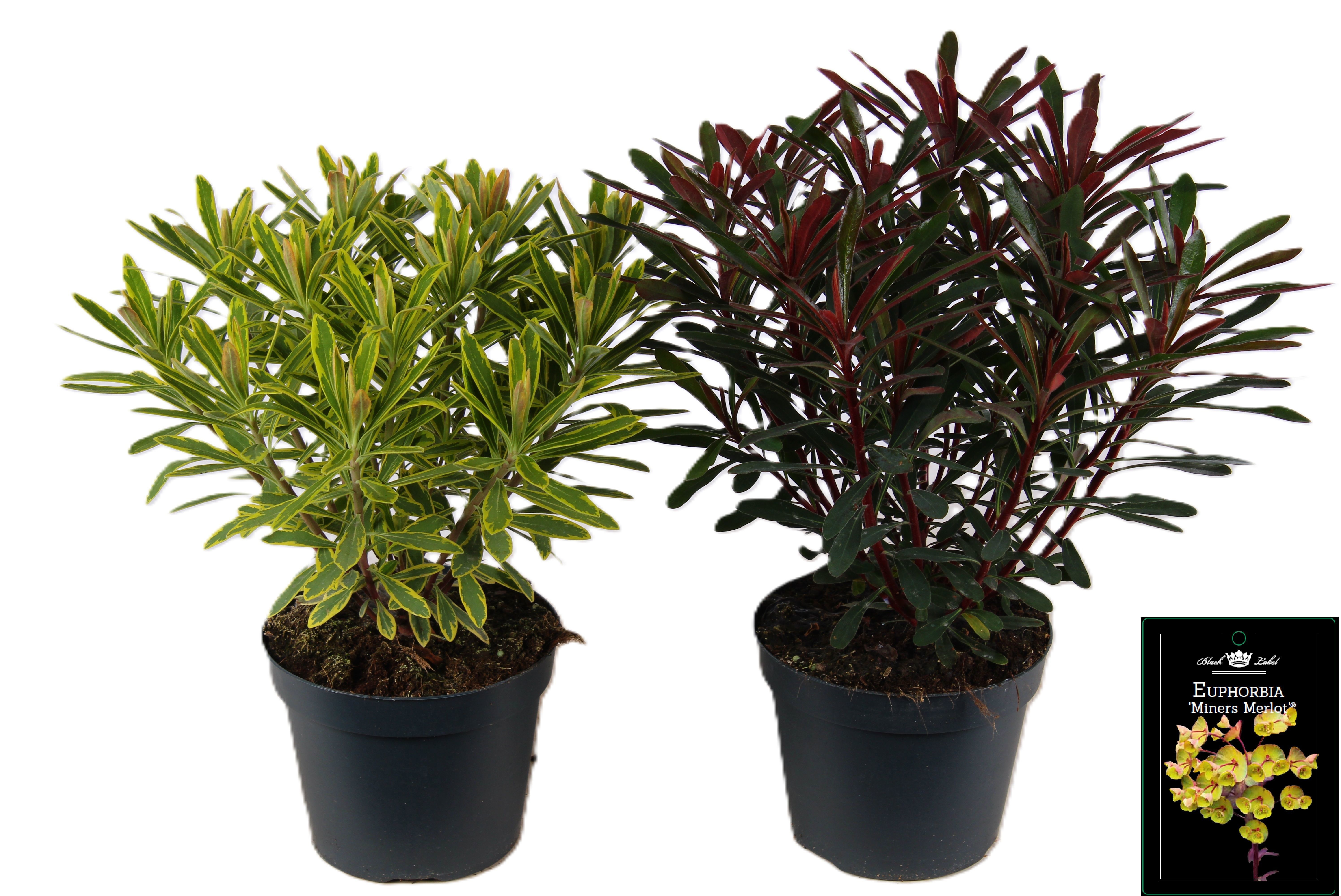 Picture of Euphorbia mixed-shelf