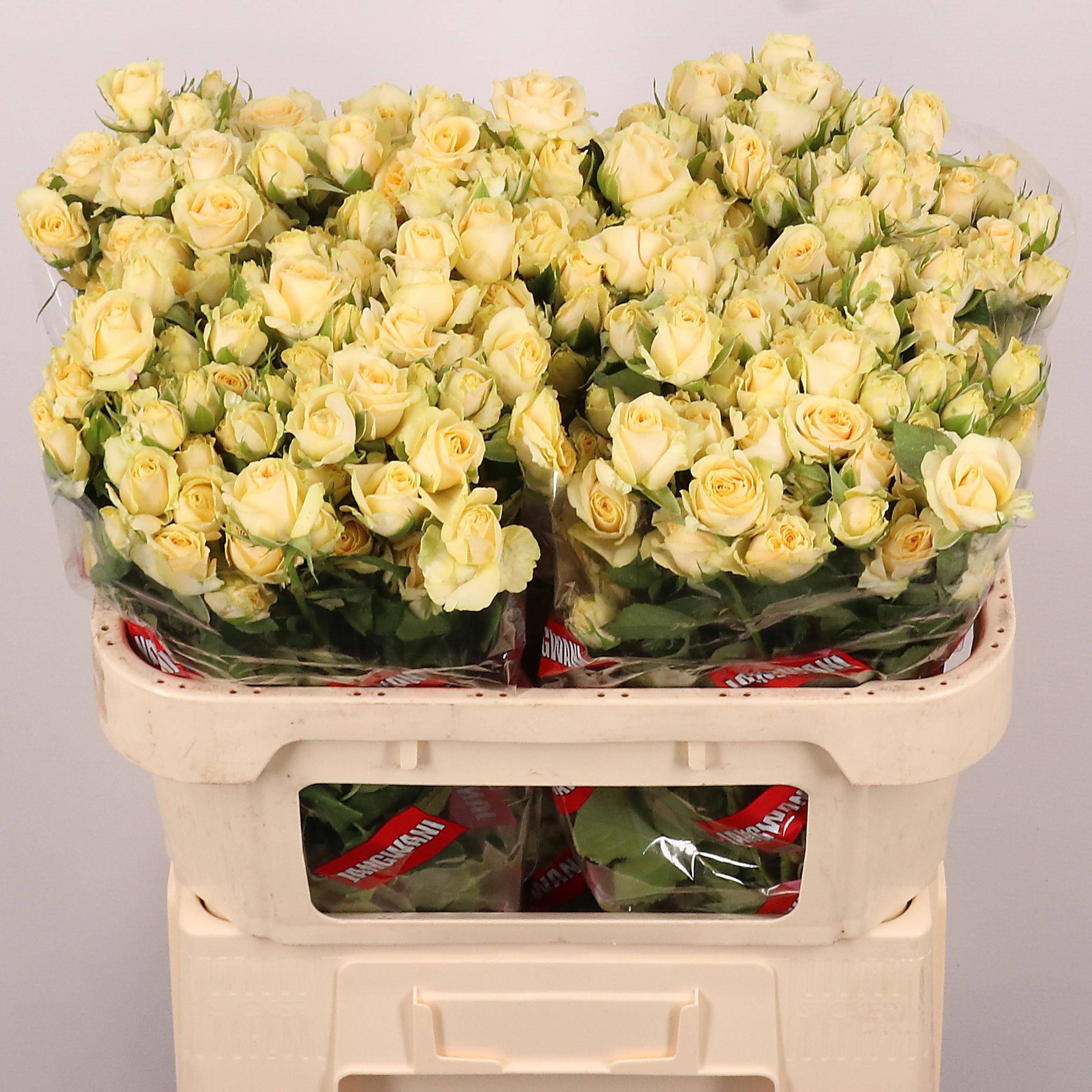 Rosa Spr Salinero 70cm