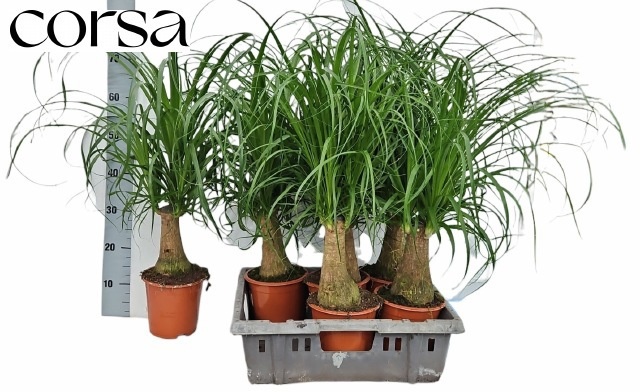 Beaucarnea Recur 17P 75H 3kop