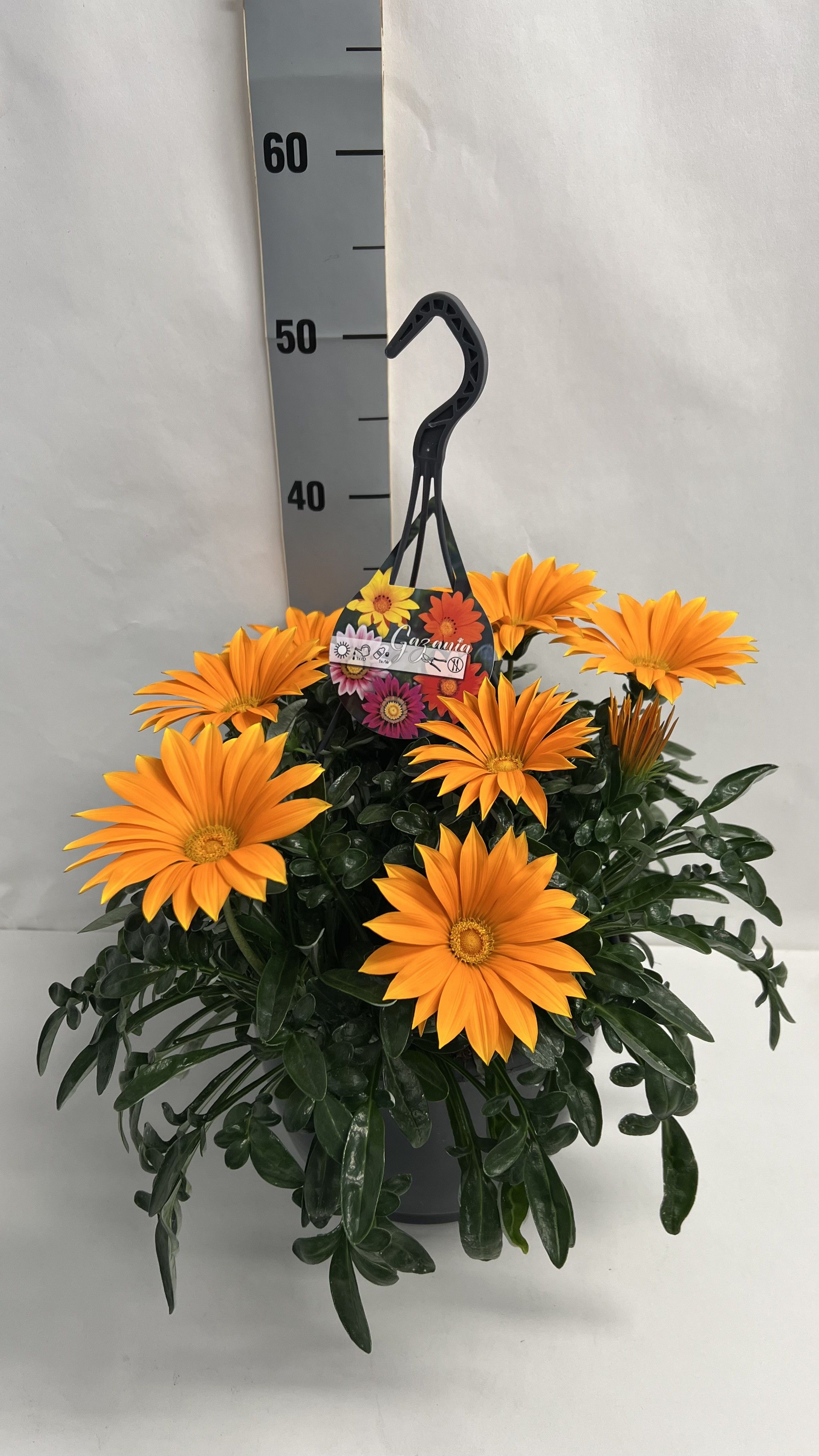 Gazania rig. Deep Orange GAZ R DEEP ORANGE | Gardenline