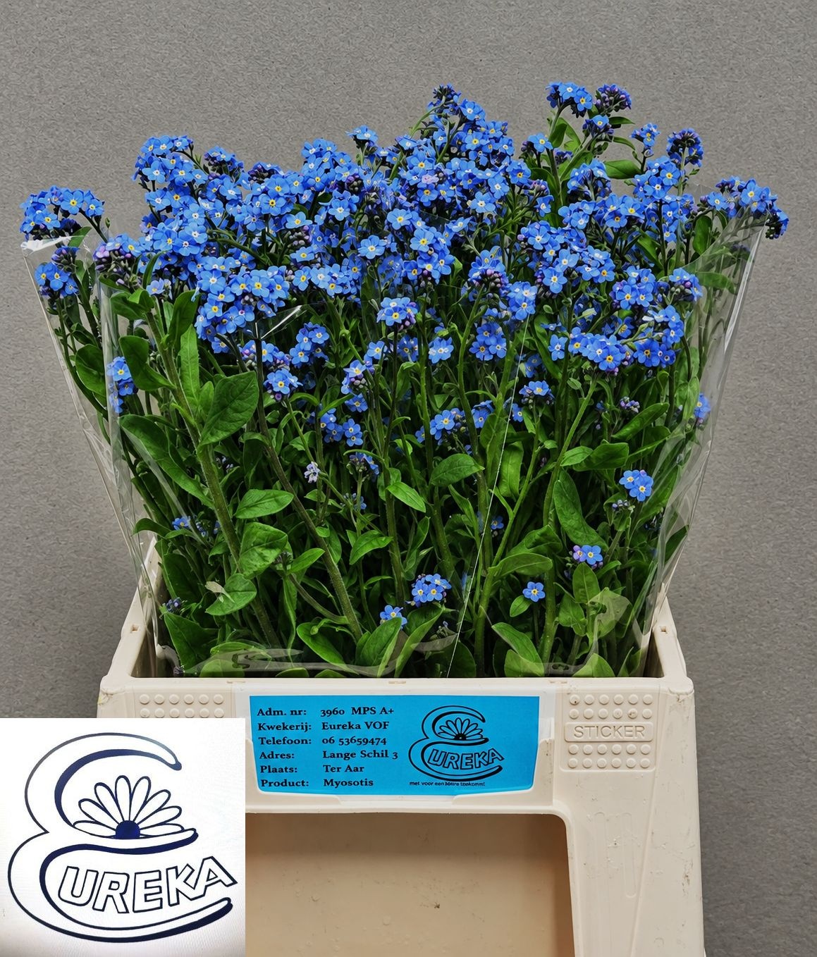 Myos Al Blue Memory 45cm