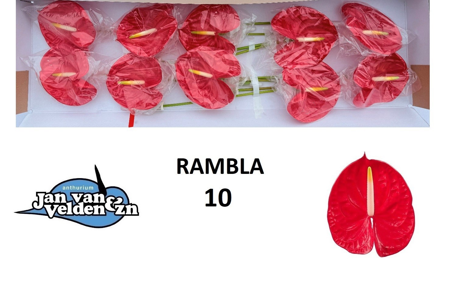 Anth A Rambla