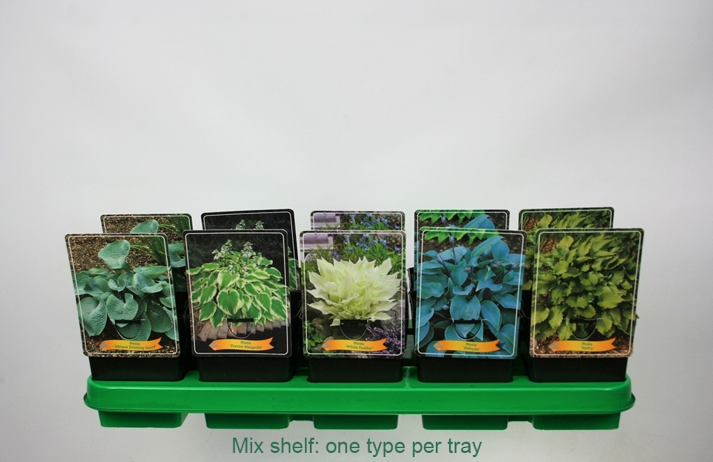 Picture of Hosta Mix 6x10 srt. per shelve P11