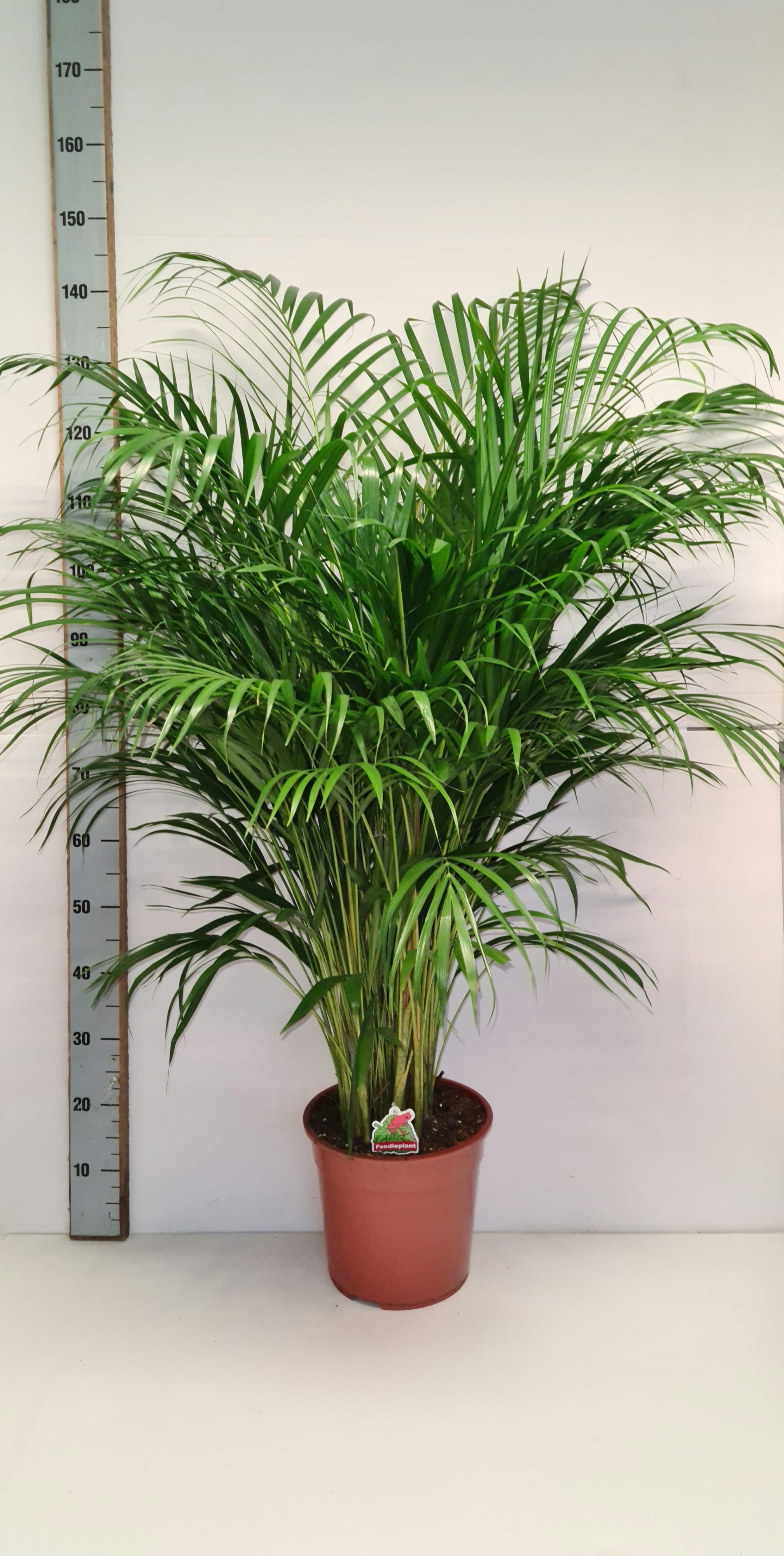 Dypsis Lutescens 27P 130H 25stek