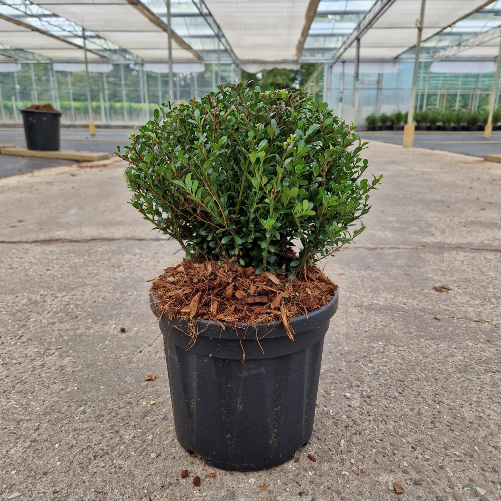 Picture of Ilex crenata Glorie Dwarf® P22 40CM (LOOSE)