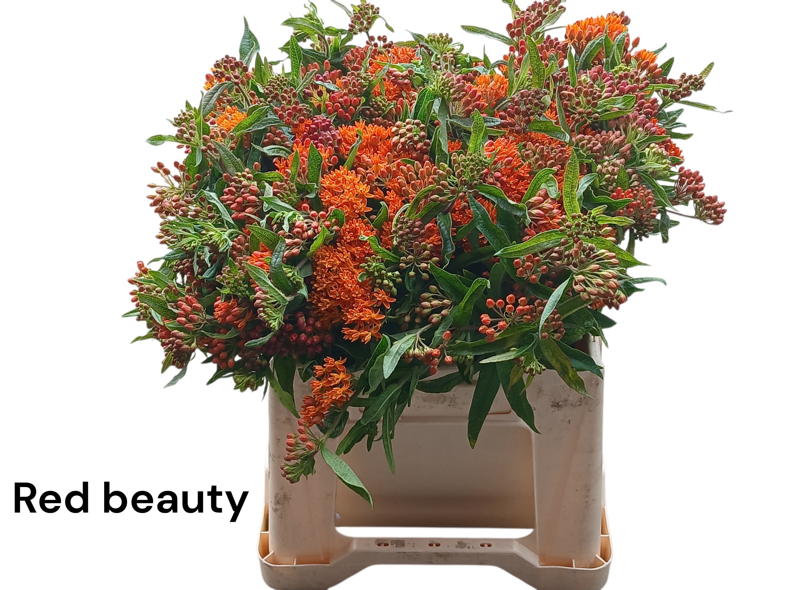 Ascl T Red Beauty