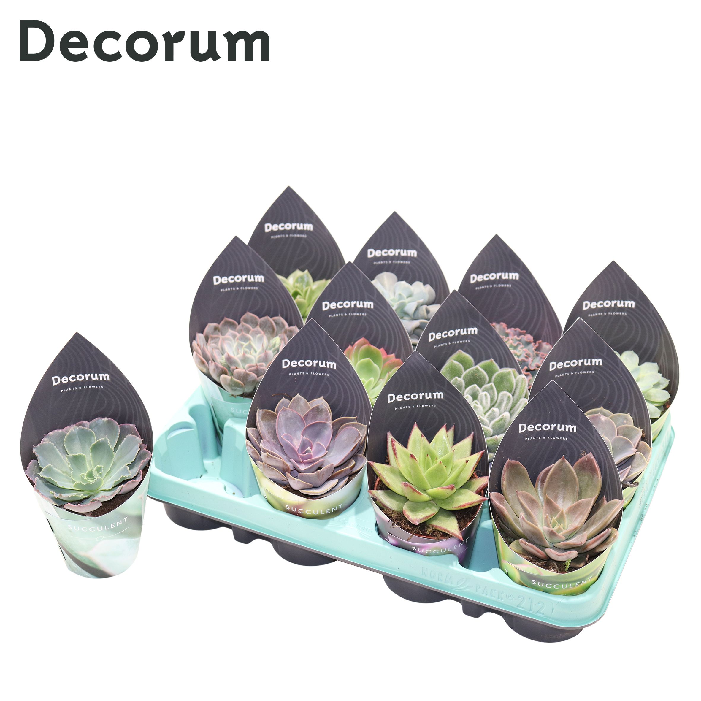 Picture of Echeveria 12 varieties (Decorum) P8 12CM