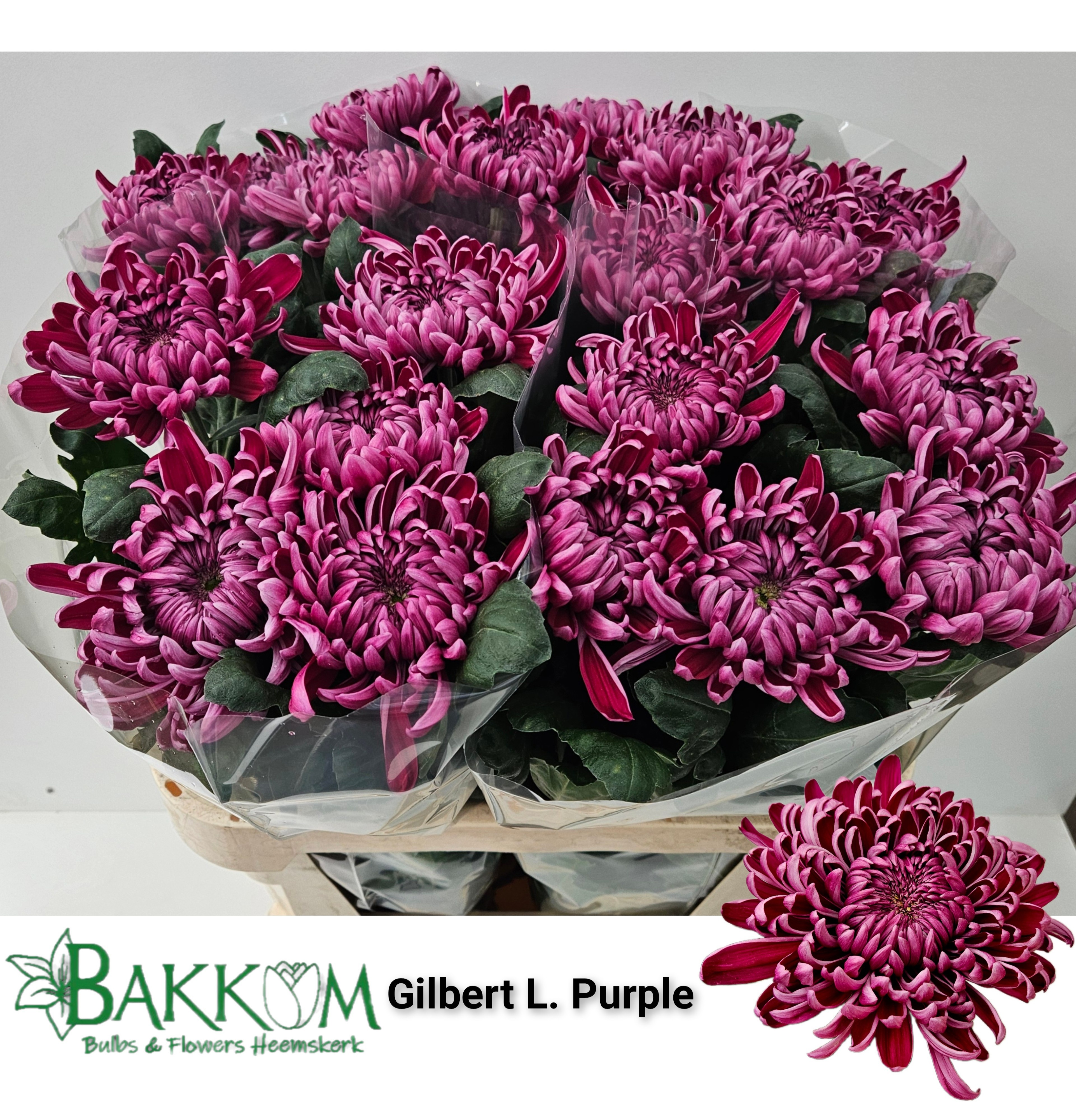 Chrys Single Gilbert Purple 80cm 135gram