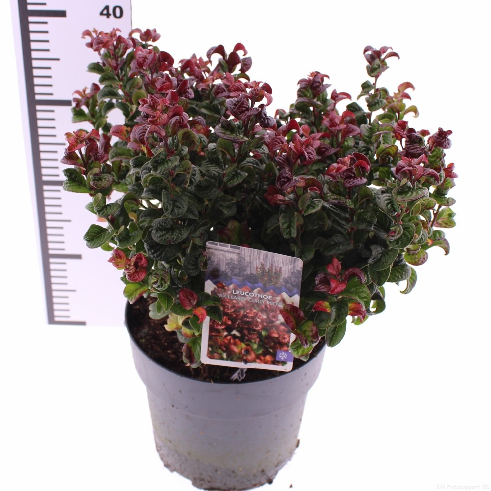 Picture of Leucothoe axillaris 'Curly Red'