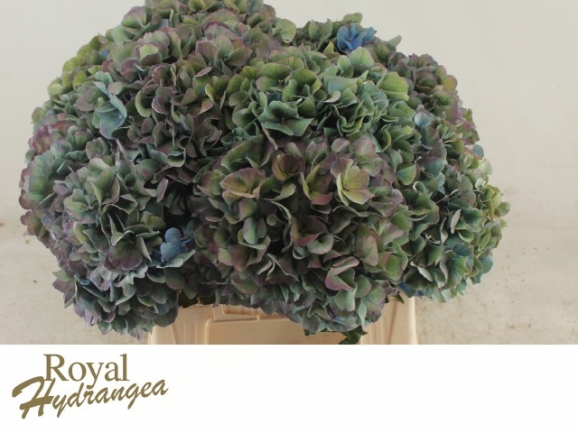 Hydrangea Pimpernel Classic 40cm 18Ø