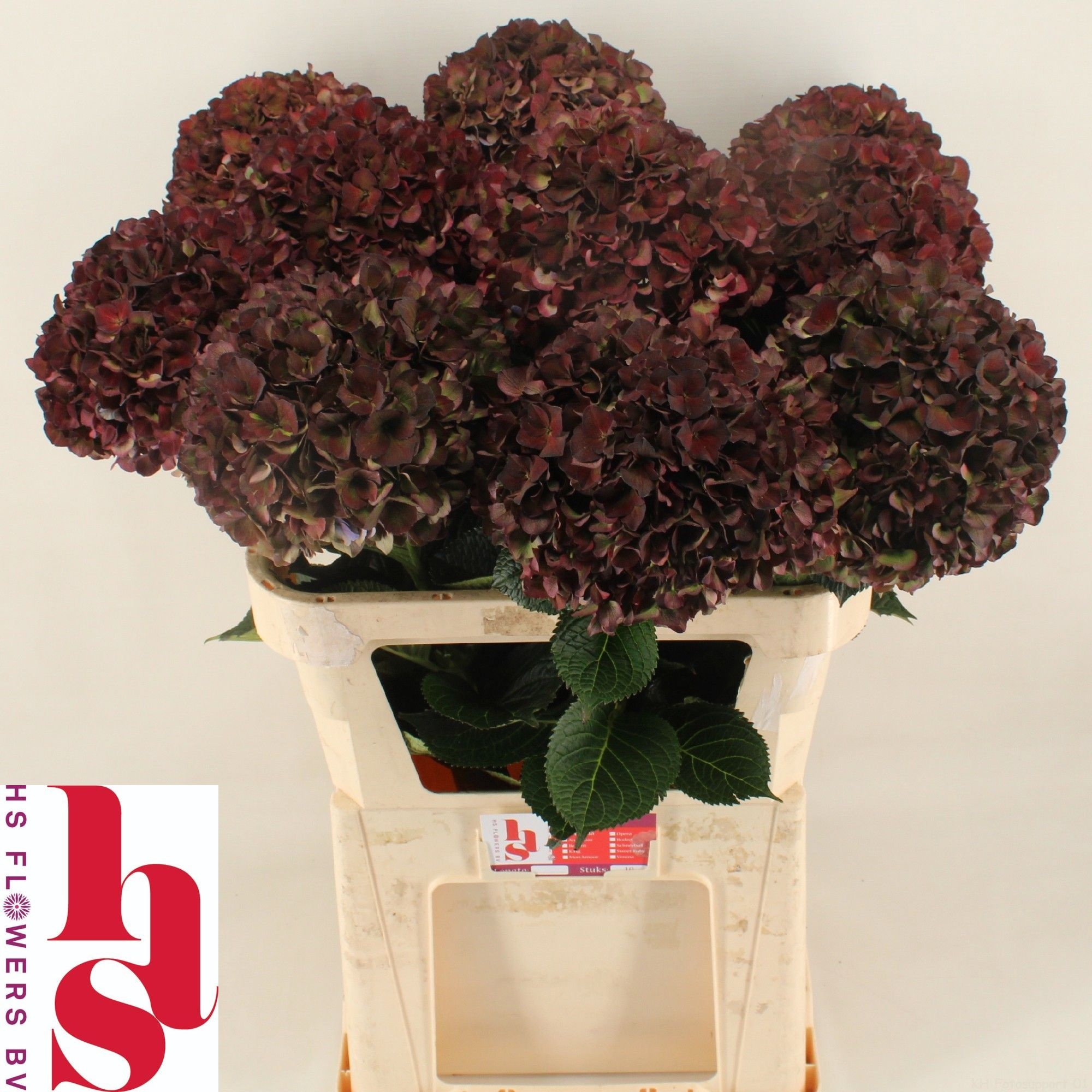 Hydrangea Ruby Pink Classic 80cm 22Ø