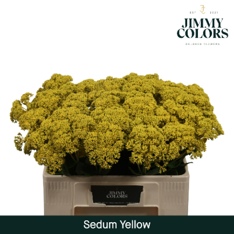 Sedum L55 Yellow