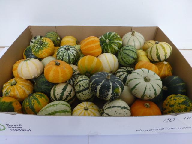 Cucurbita (kalebas)