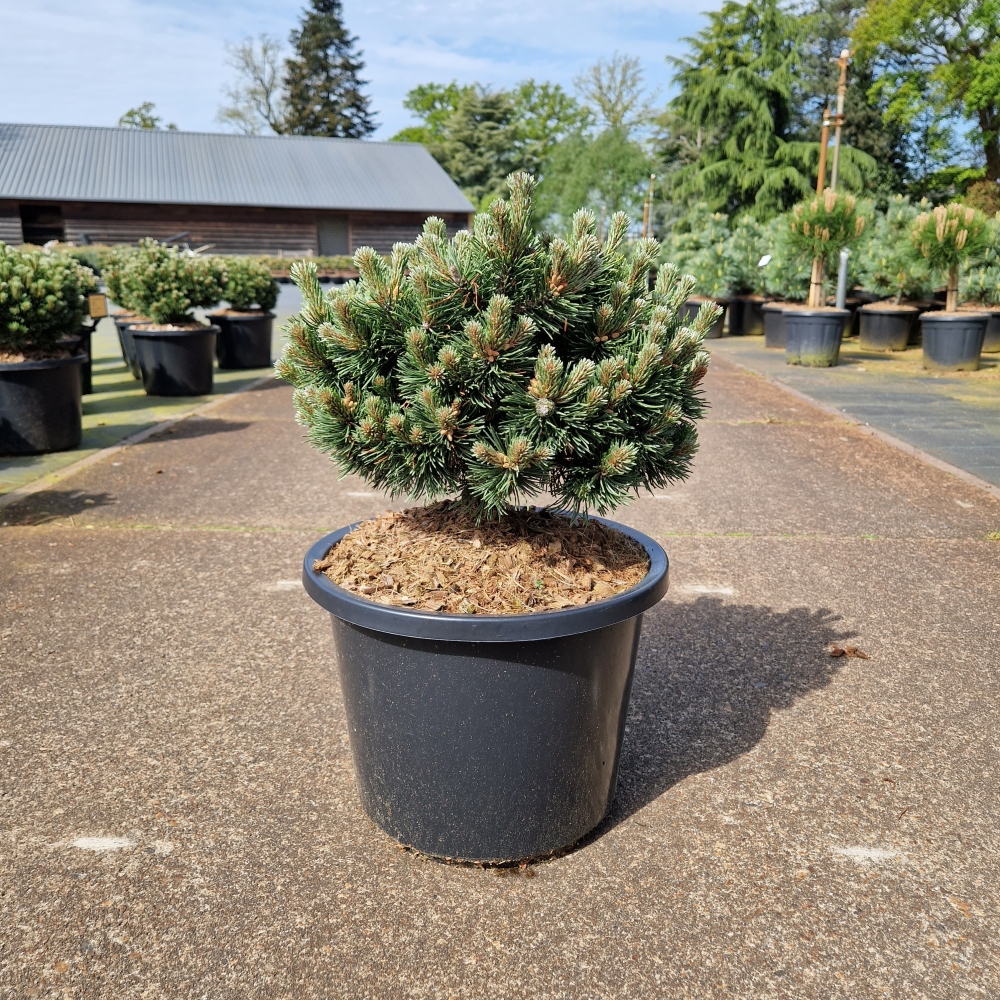 Picture of Pinus mugo Sherwood Compact C12 30/40