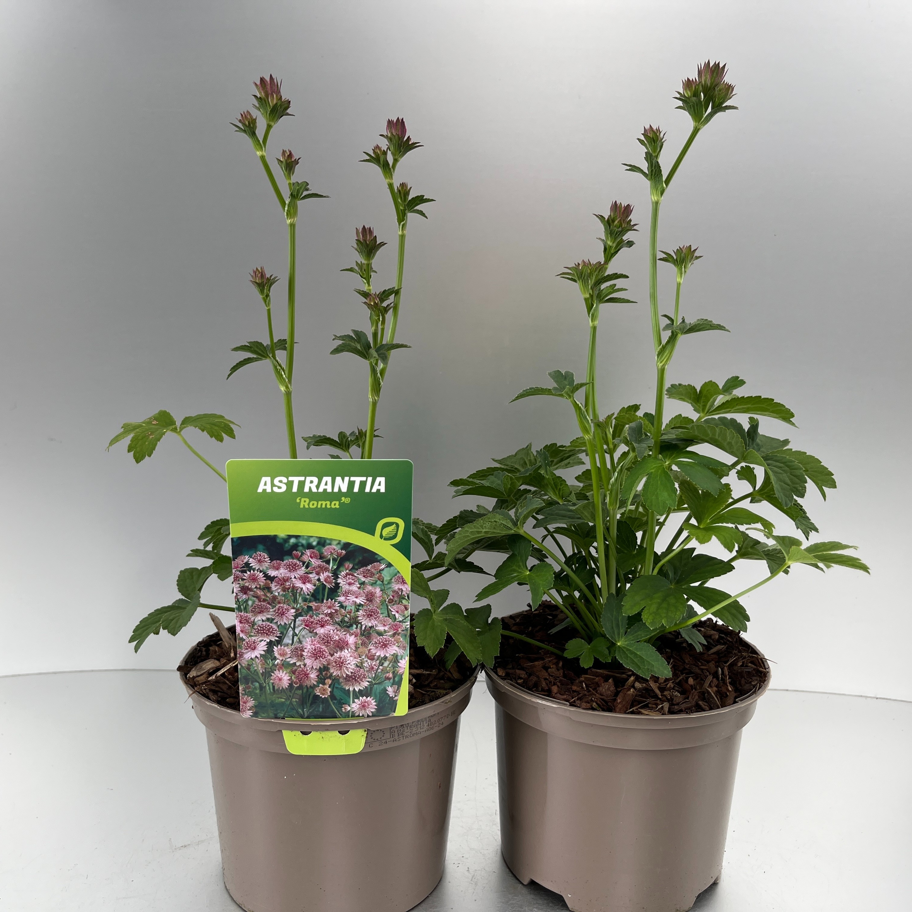 Picture of Astrantia maj. Roma P17 (2 Ltr)