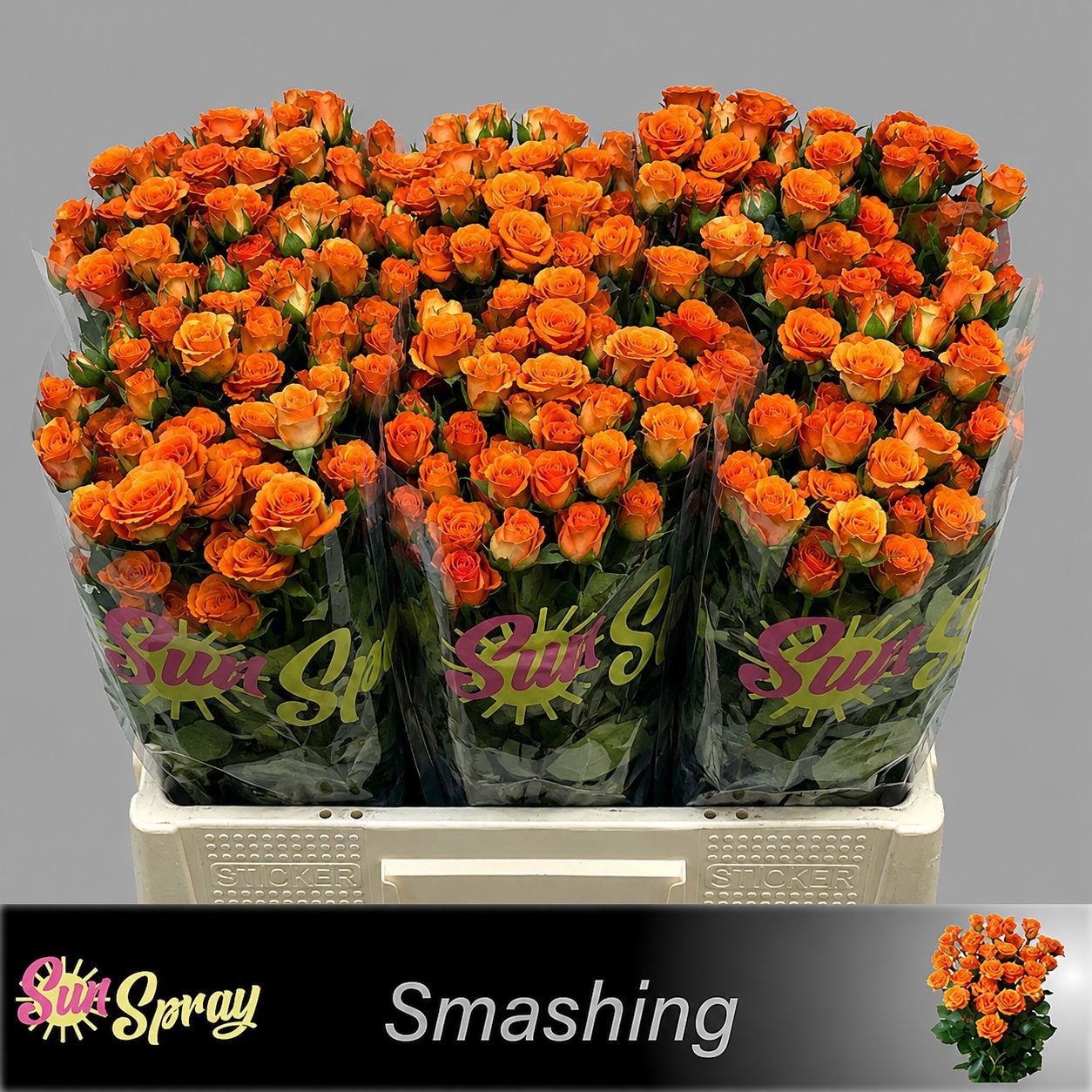 Rosa Spr Smashing 60cm