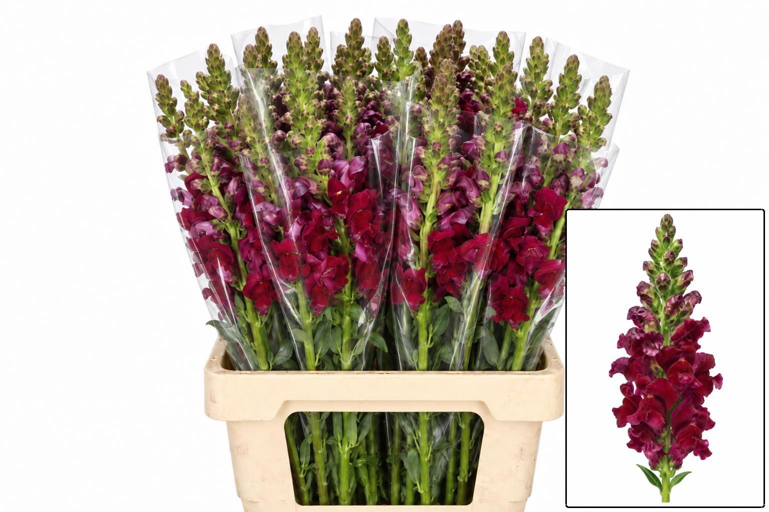 Antirrhinum Poto Red 60cm