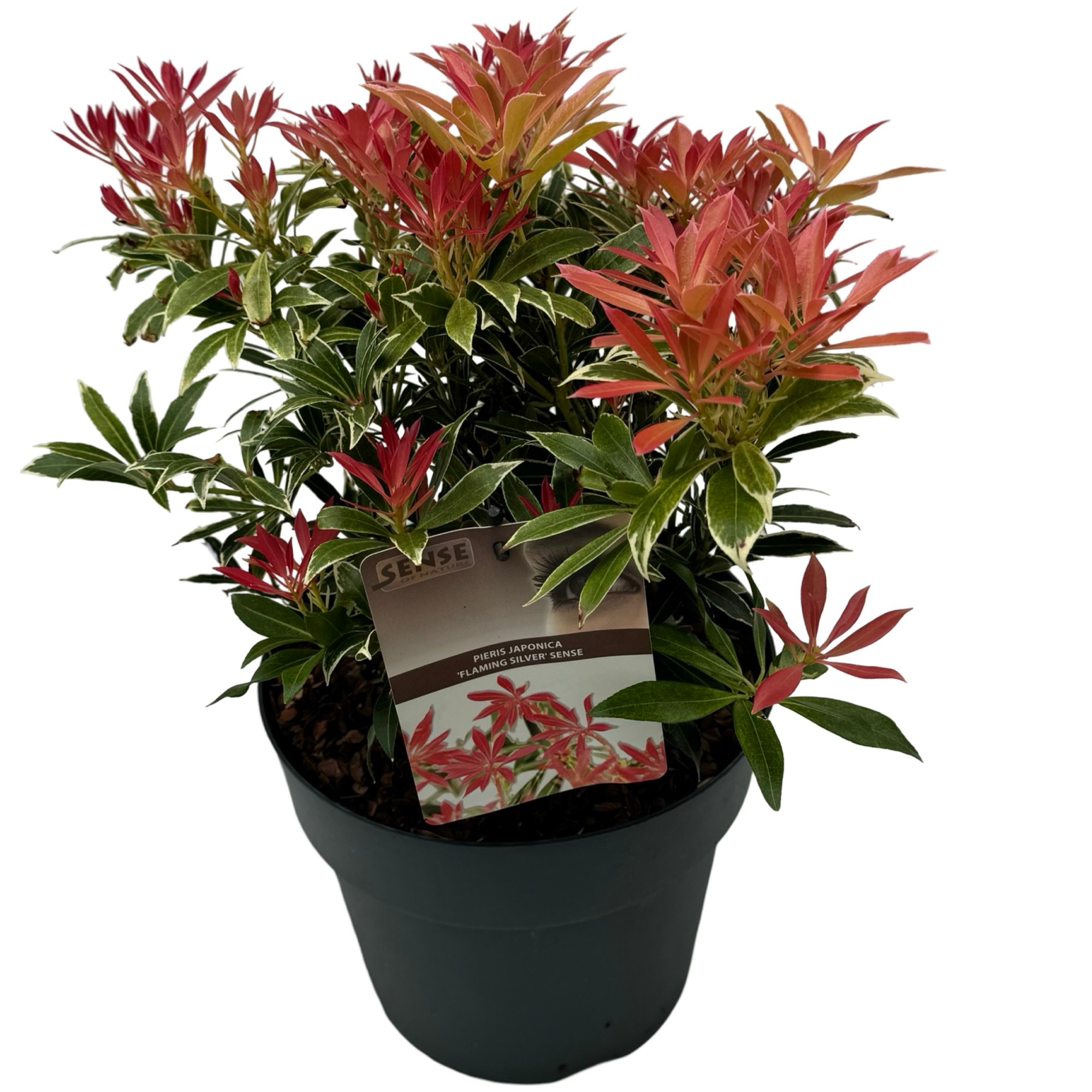 Picture of Pieris jap. 'Flaming Silver' sense