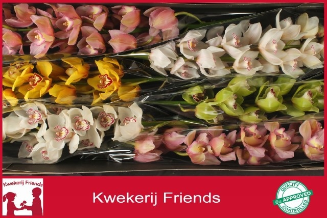 Cymbidium Asst 13bl