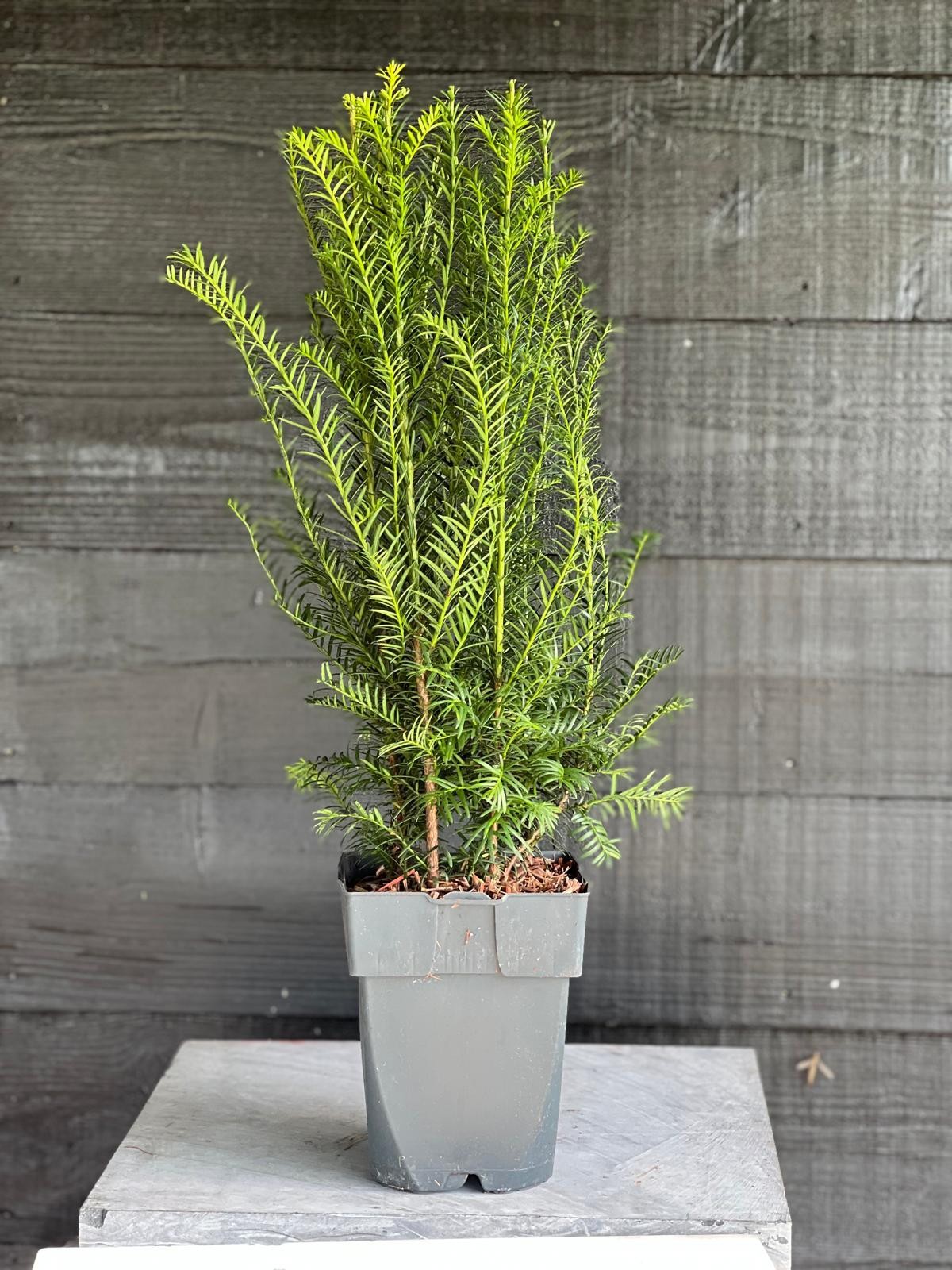 Taxus baccata