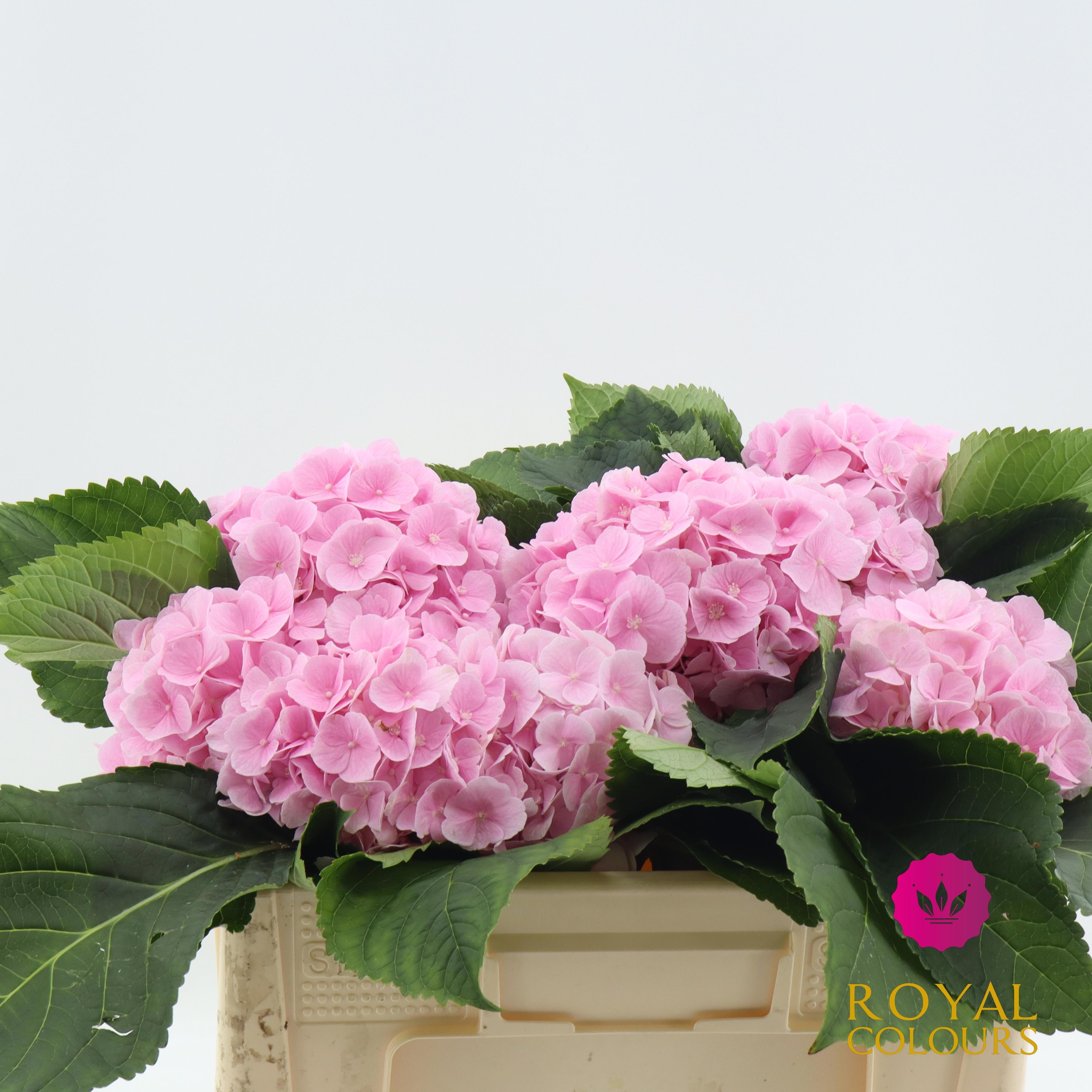 Hydrangea Verena Pink 50cm 16Ø