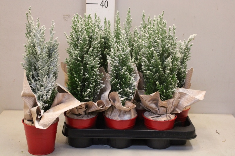 Cham L Ellwoodii 9Ø 35cm
