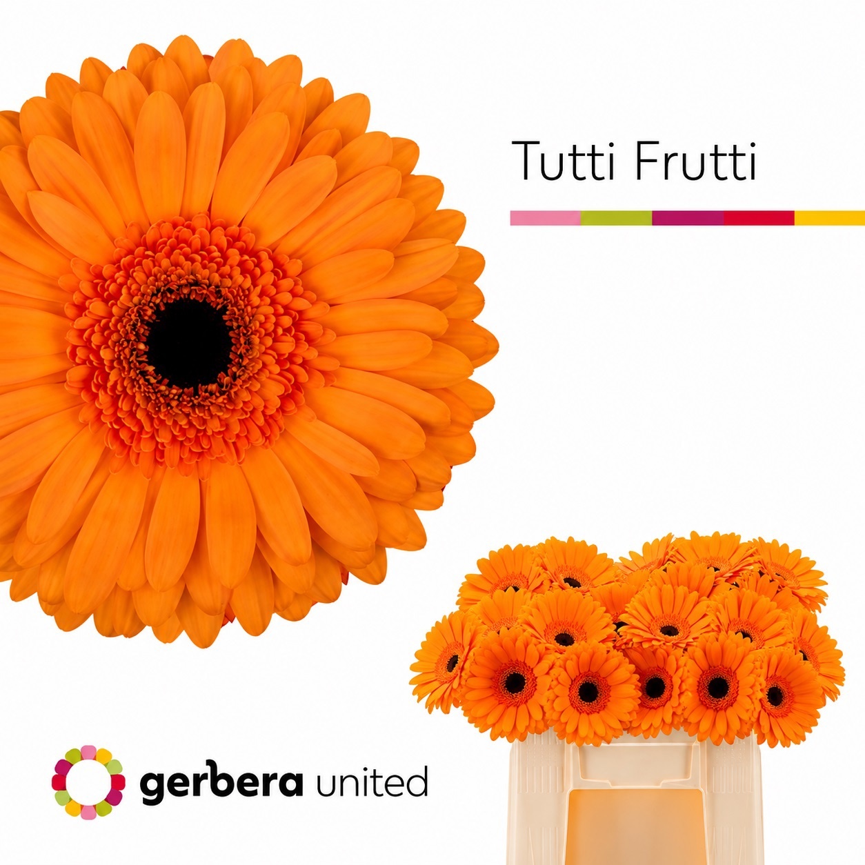 Ge Gr Tutti Frutti