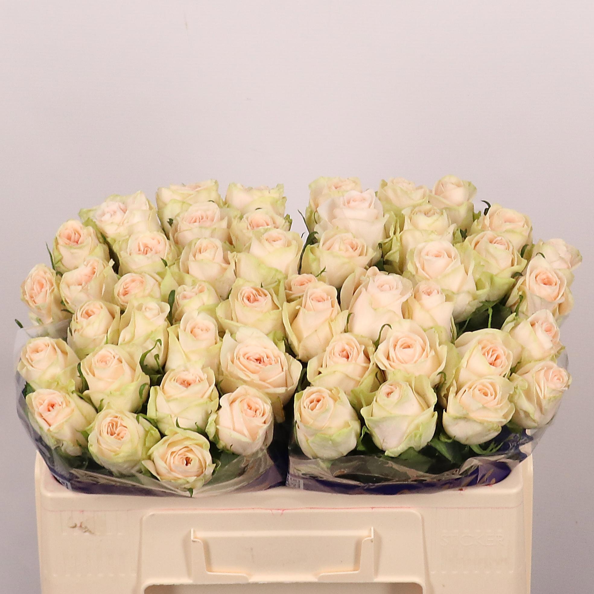 Rosa Wedding Rose 50cm
