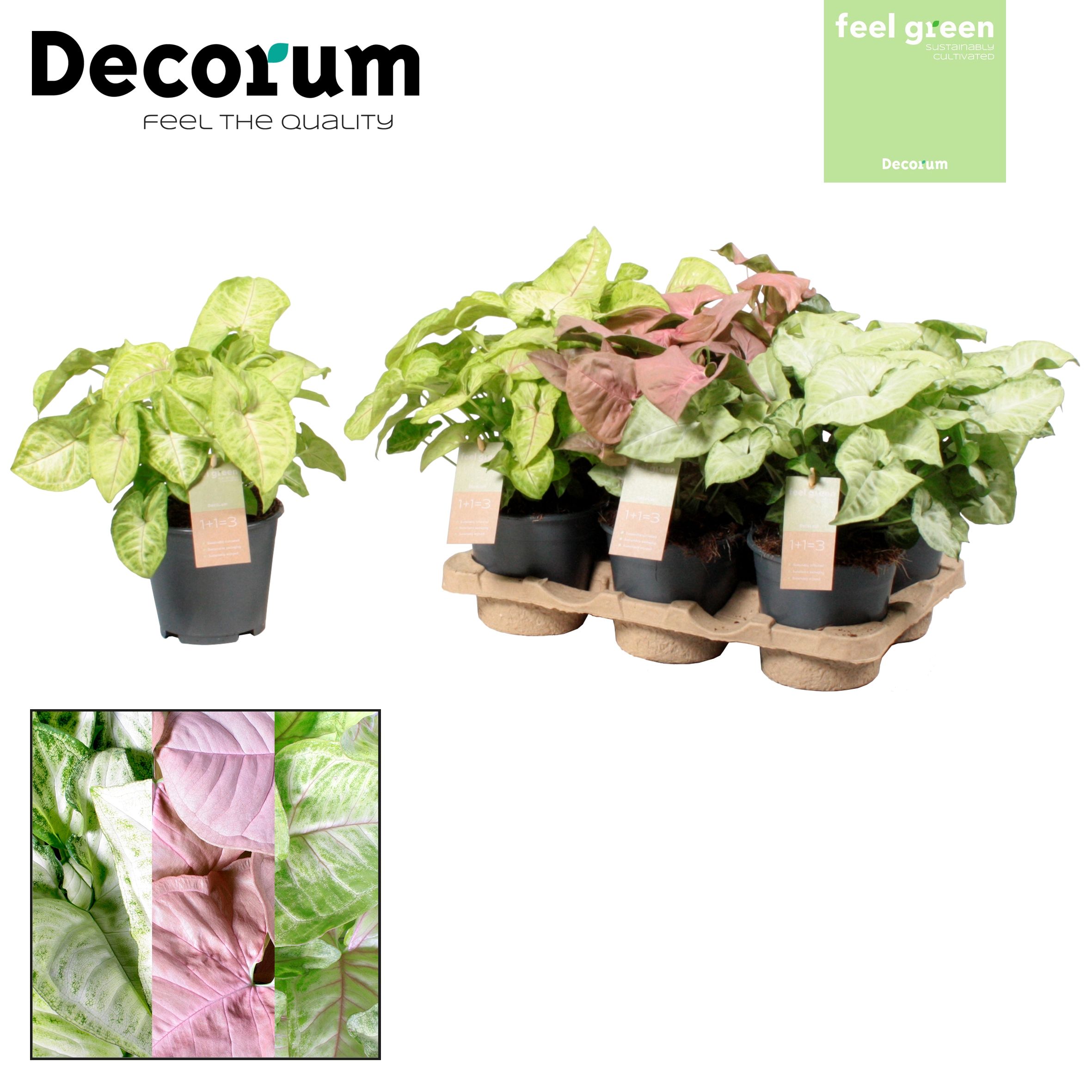 Picture of Syngonium gemengd Feel Green (Decorum) P14 30CM