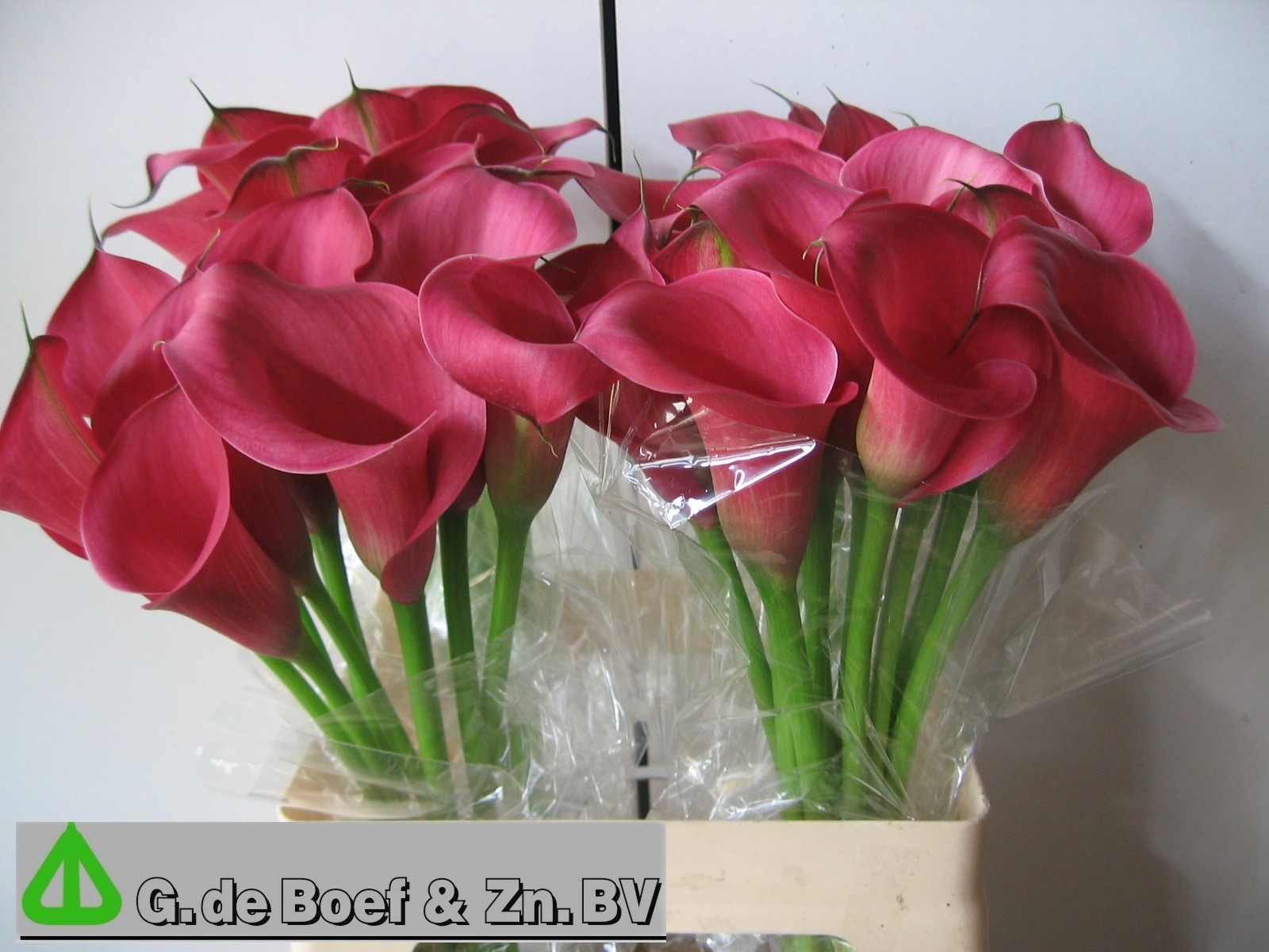 Calla Nashville 60cm