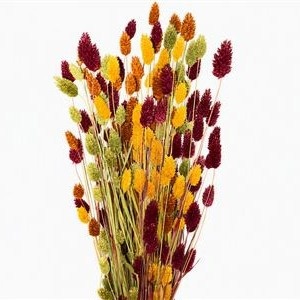 Dried/preserved Flowers Misc 70cm 150gram