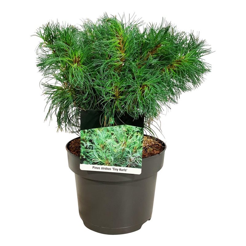 Picture of Pinus strobus 'Tiny Kurls'