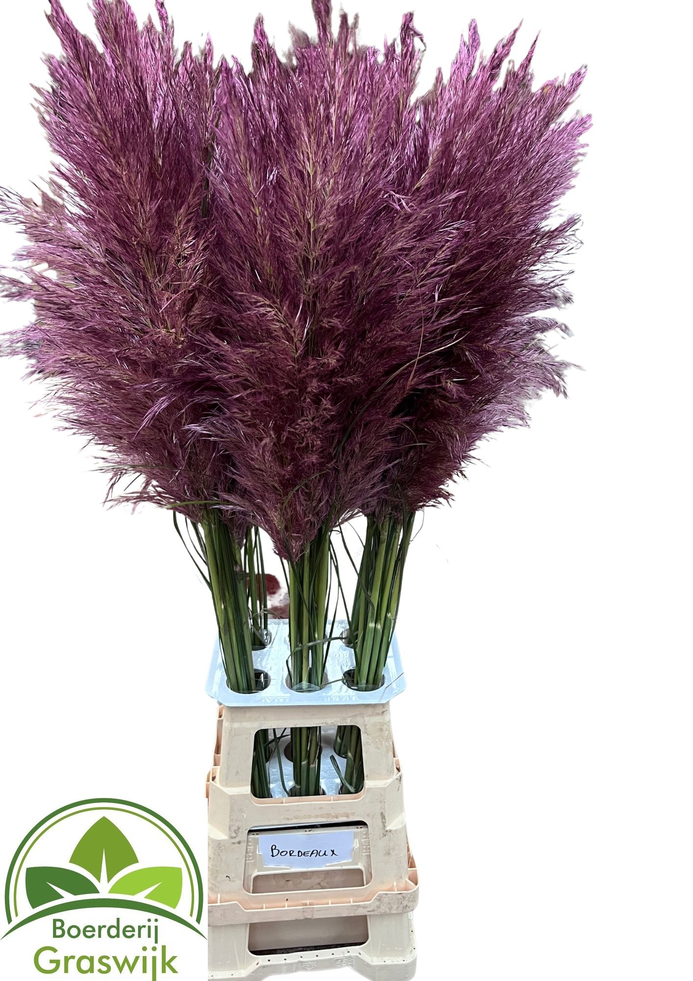 Cortaderia Selloana Dried 120cm