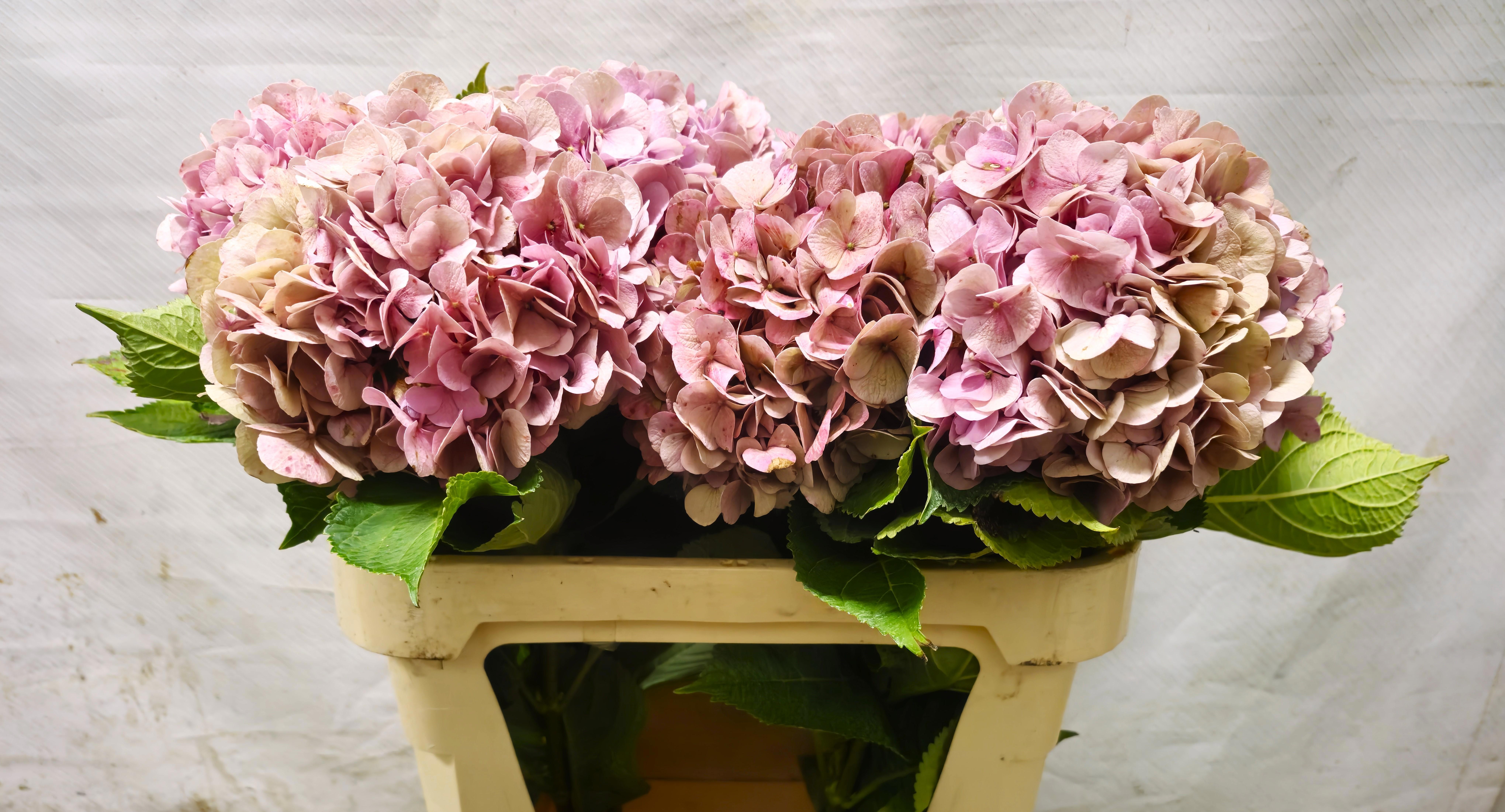 Hydrangea Bodensee Clas 70cm 19Ø